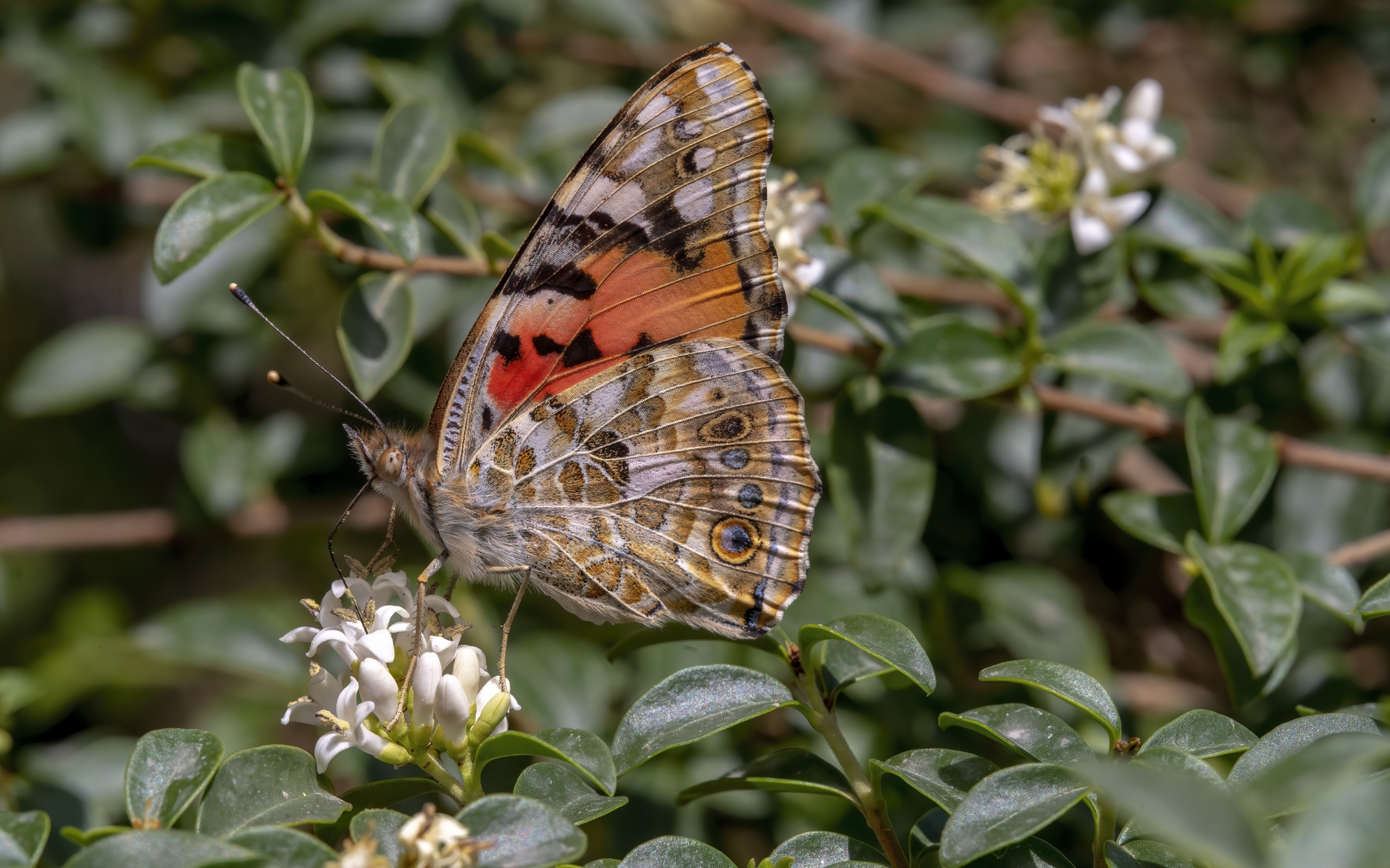Большая красивая бабочка сидит на белом цветке