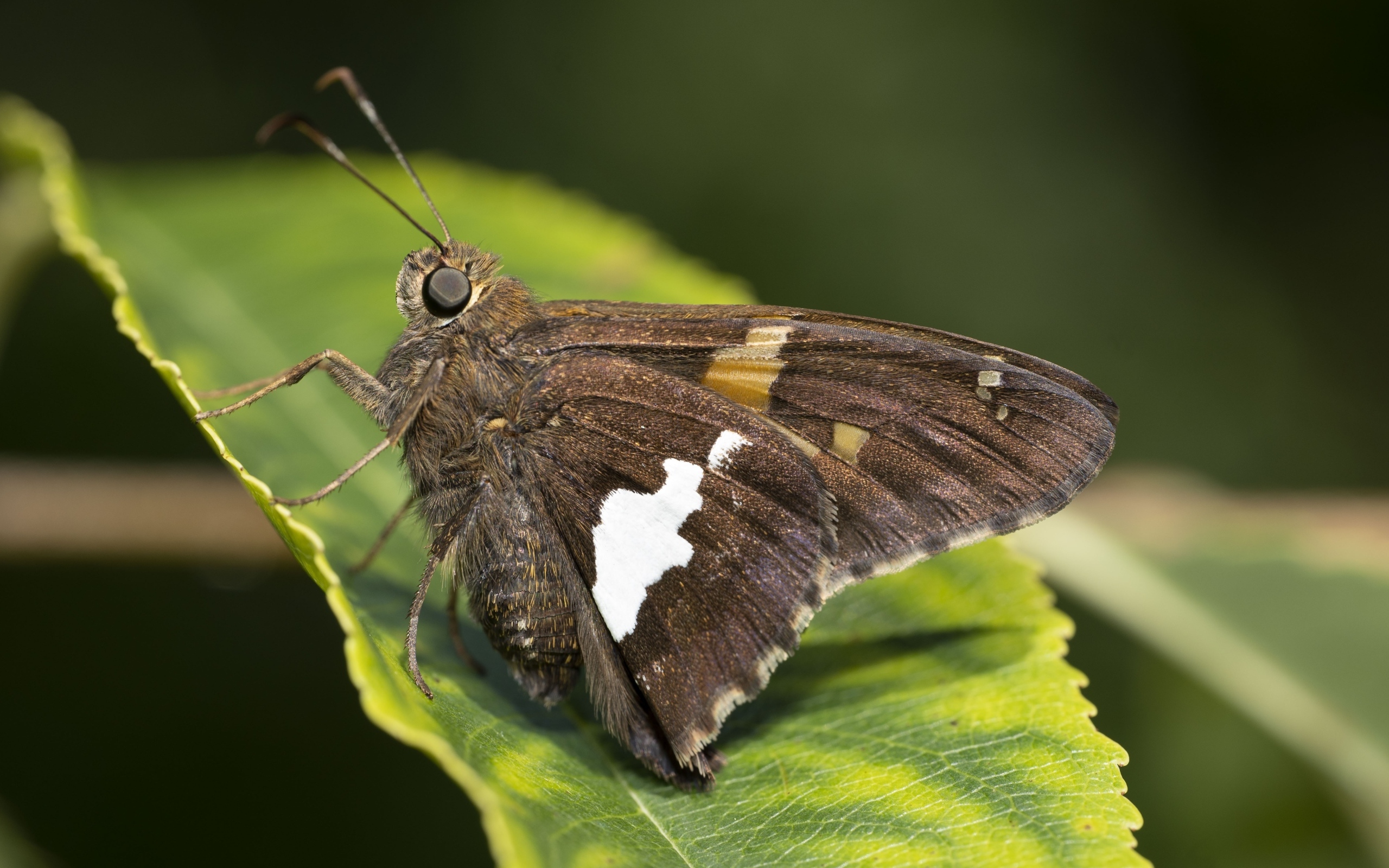 Большая коричневая бабочка сидит на зеленом листе