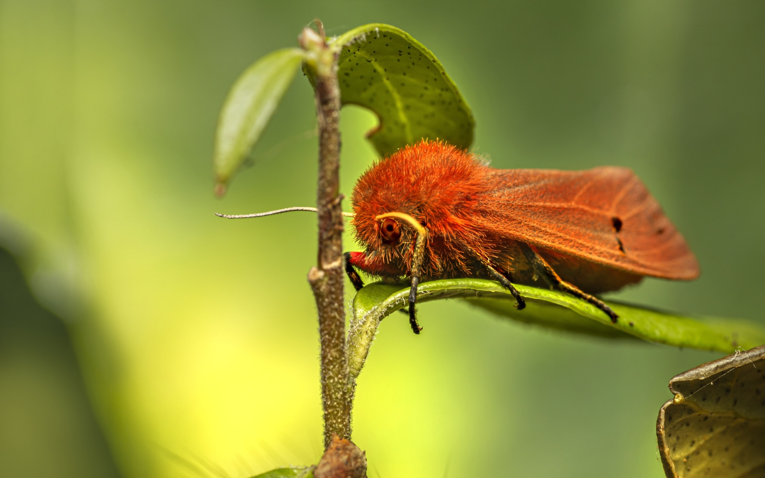 Большая красная моль сидит на зеленом листке