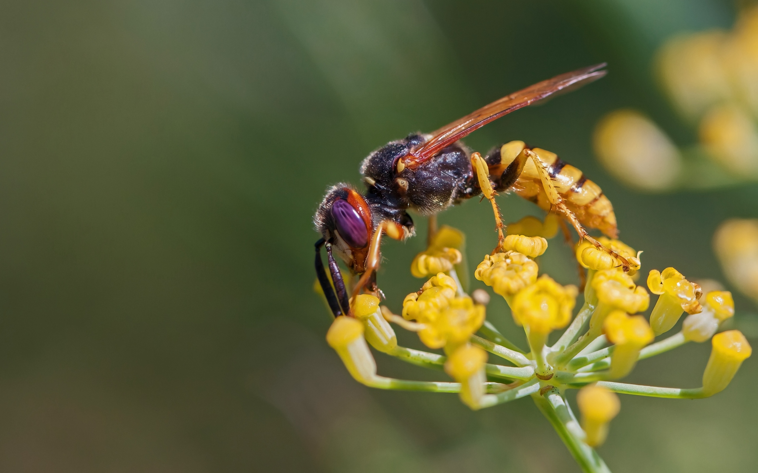 Оса сидит на желтом цветке