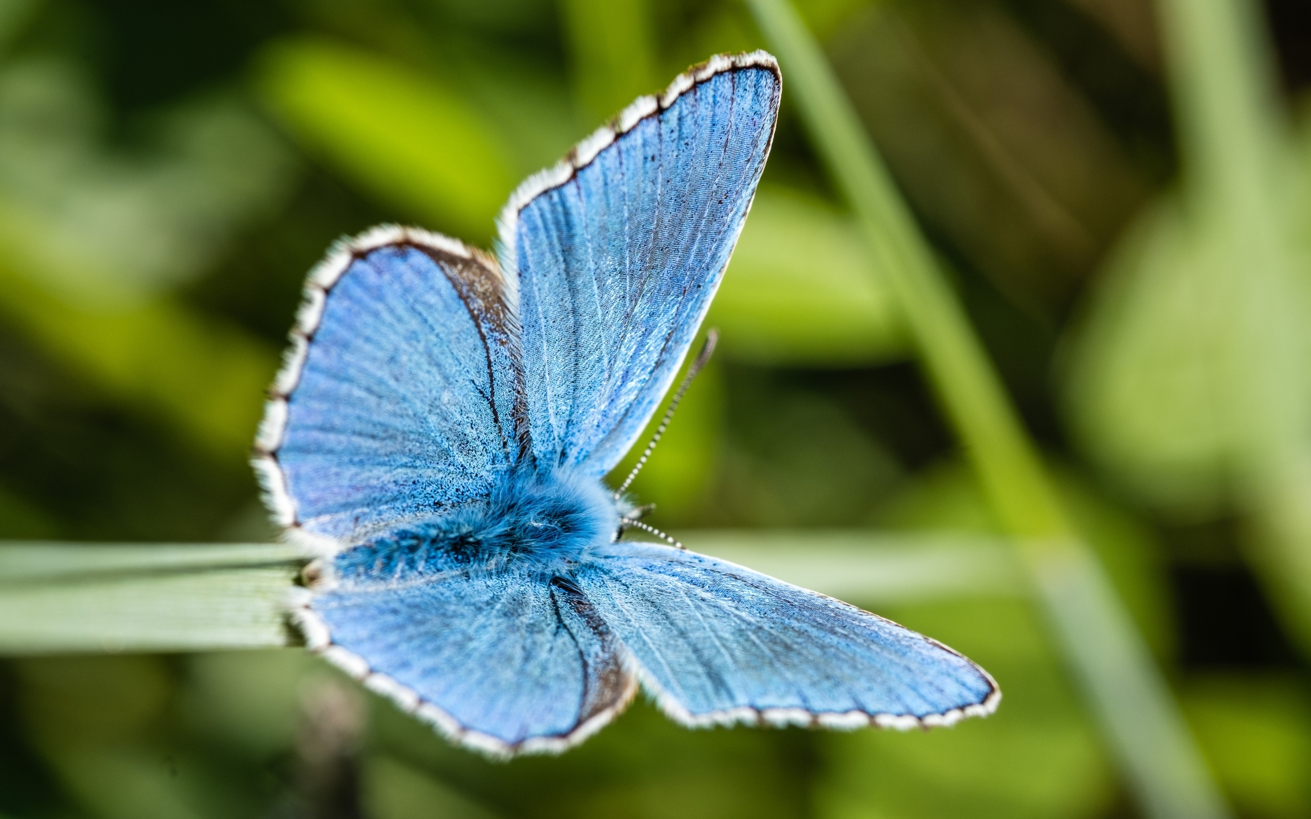Красивая голубая бабочка сидит на зеленой траве