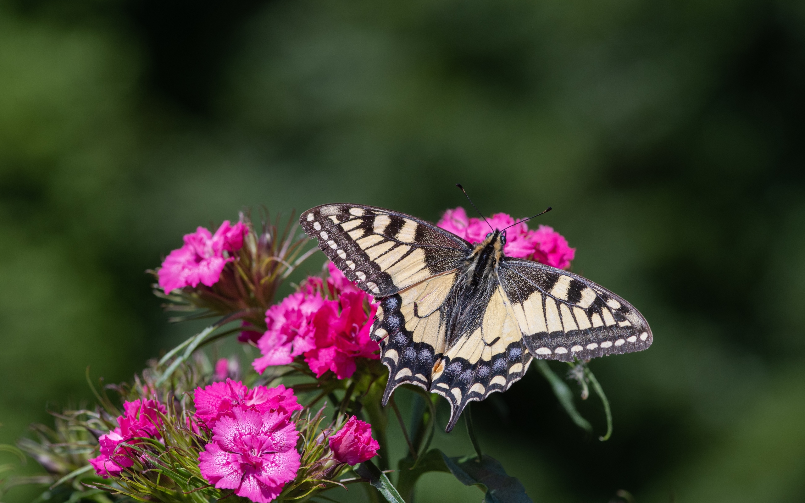 Красивая бабочка на цветке розовой гвоздики