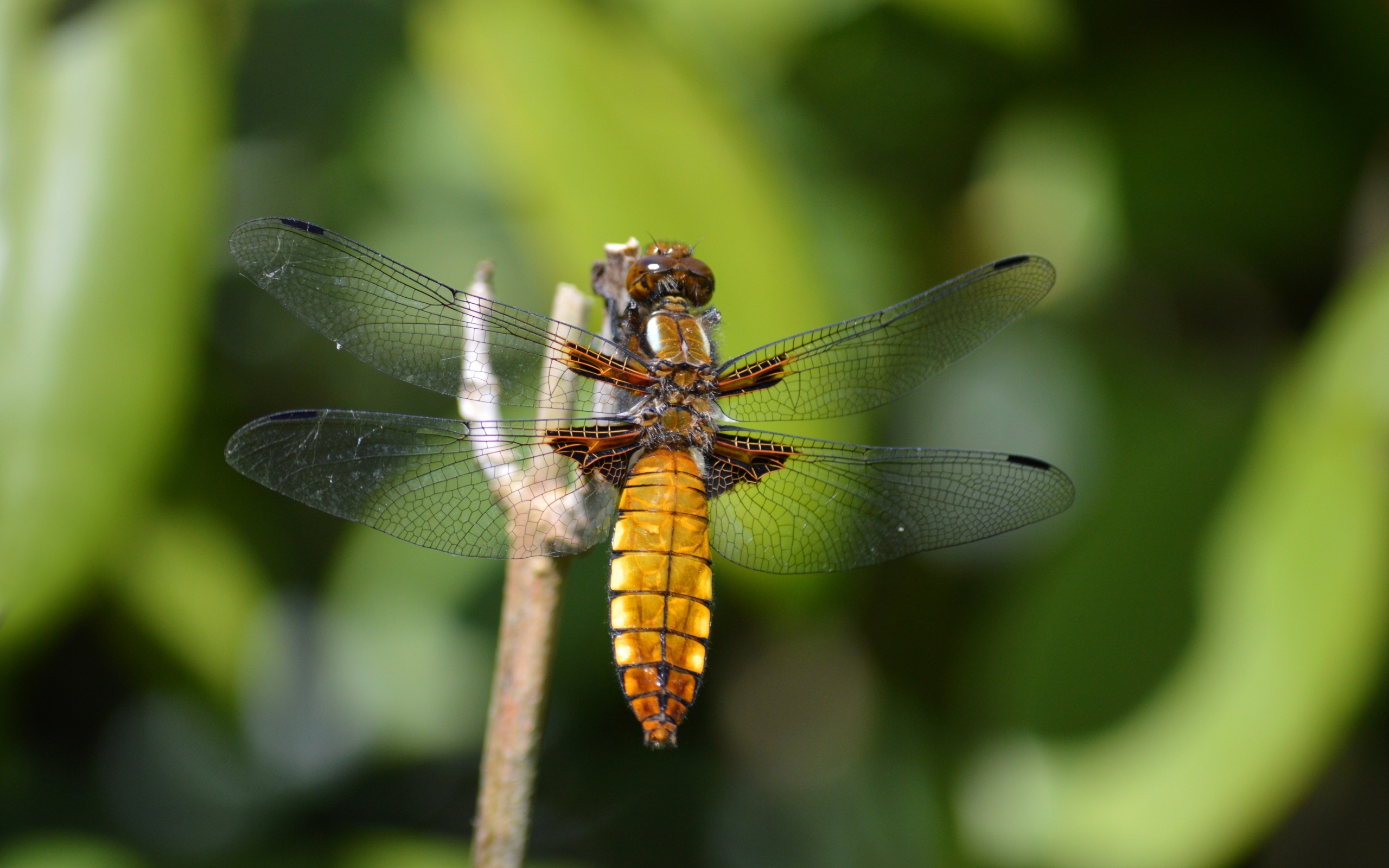Красивая стрекоза с прозрачными крыльями на ветке
