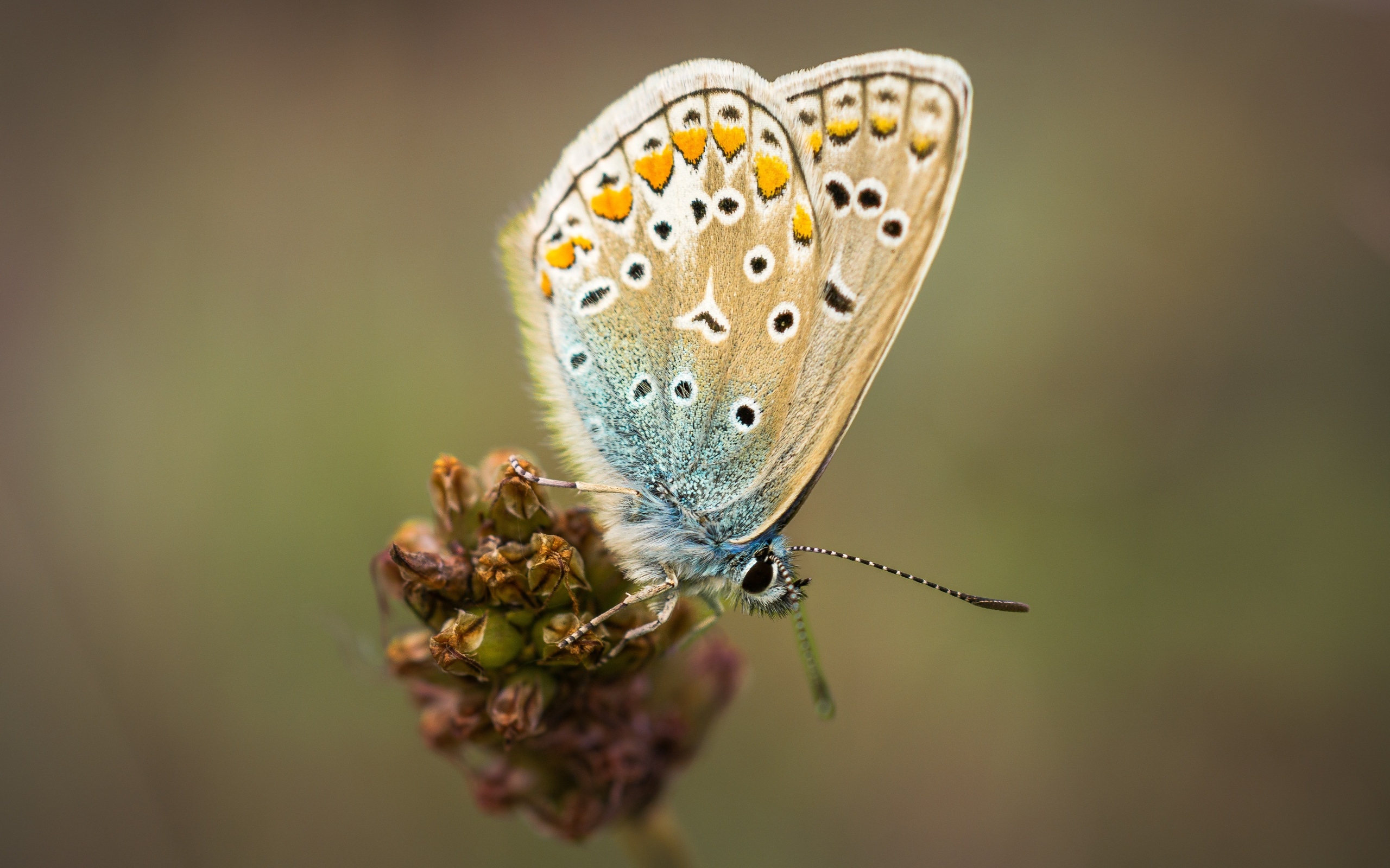 Красивая маленькая бабочка сидит на цветке