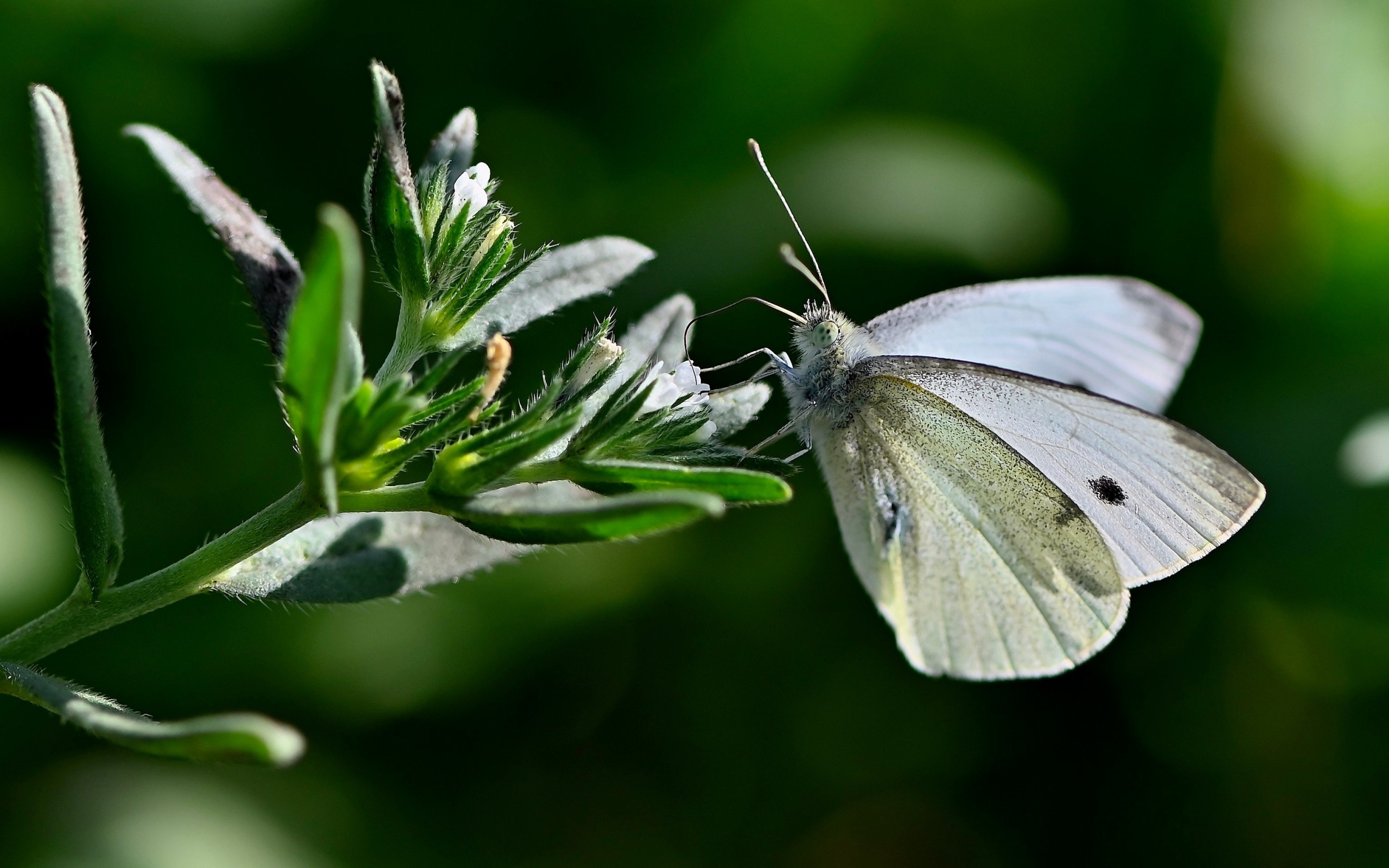 Красивая белая бабочка сидит на цветке