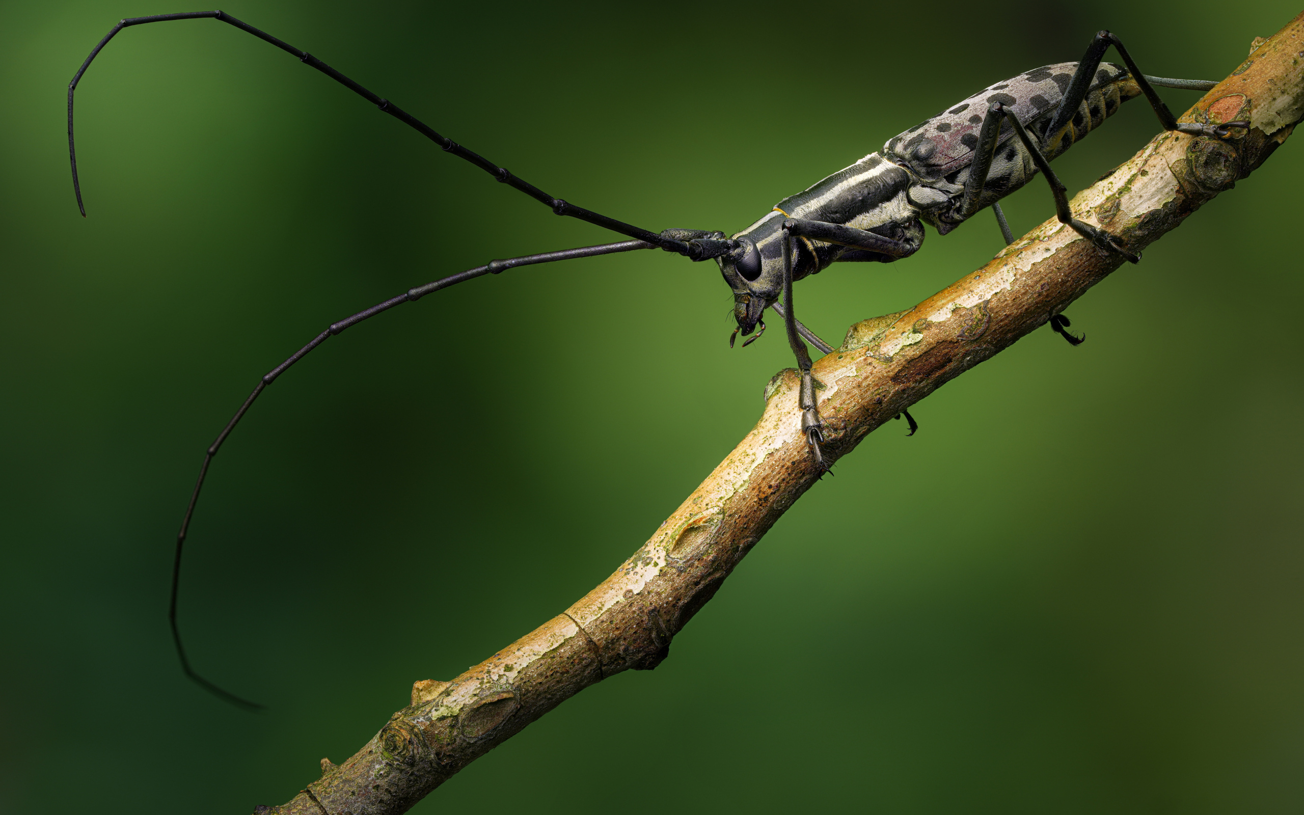 Жук с длинными черными усами на ветке дерева