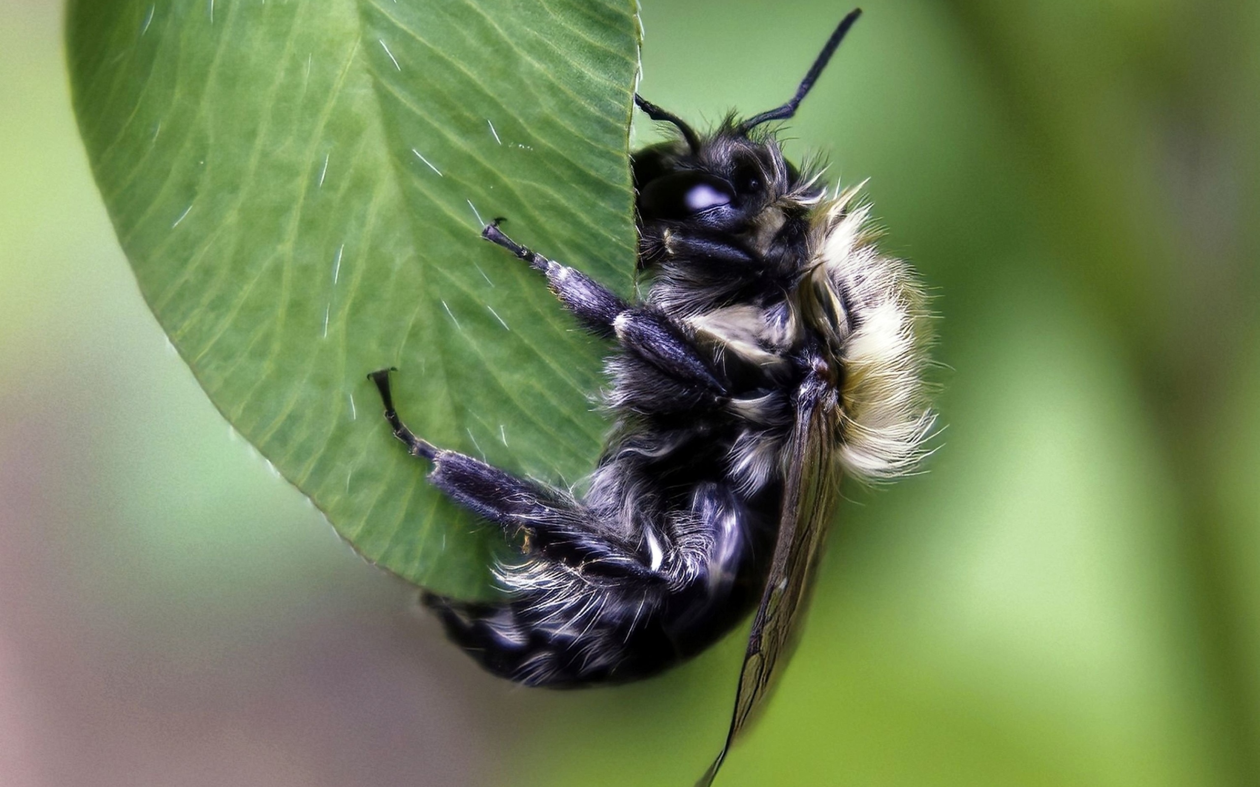 Большая пчела сидит на зеленом листке 