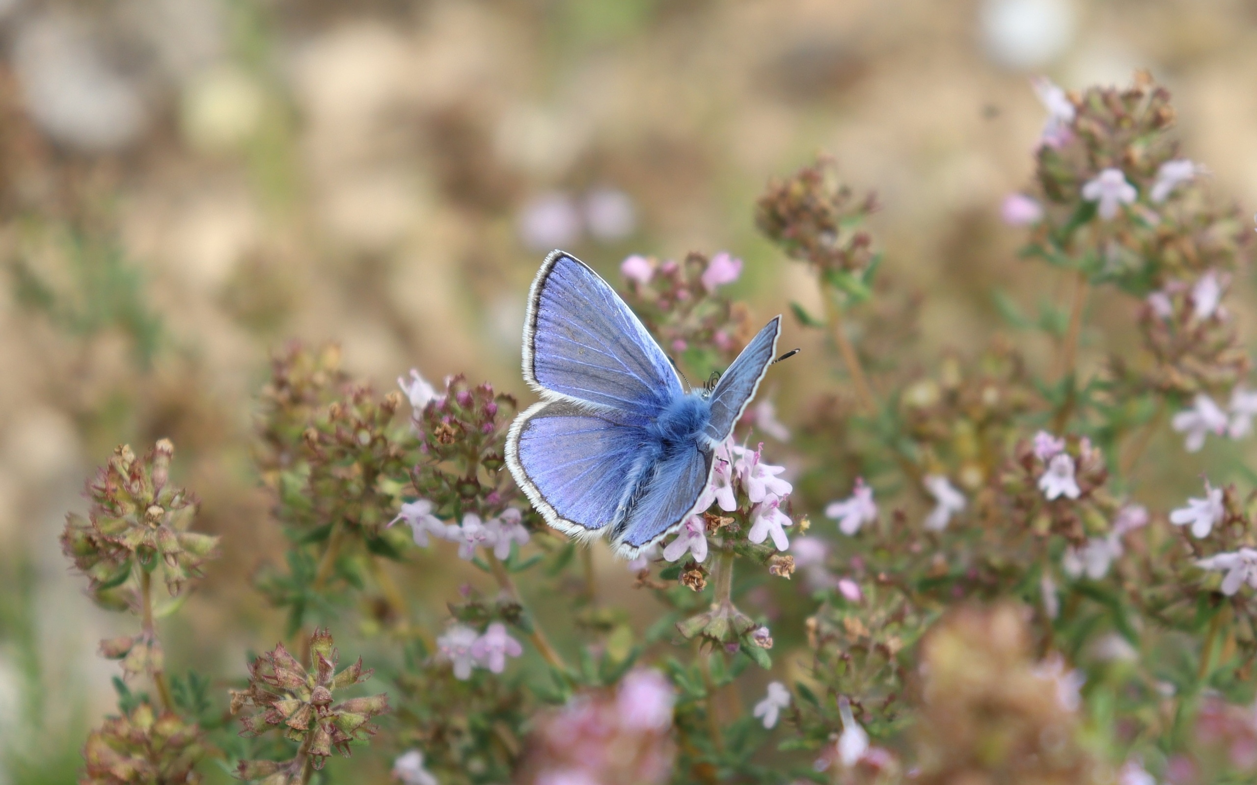Голубая бабочка сидит на полевом цветке
