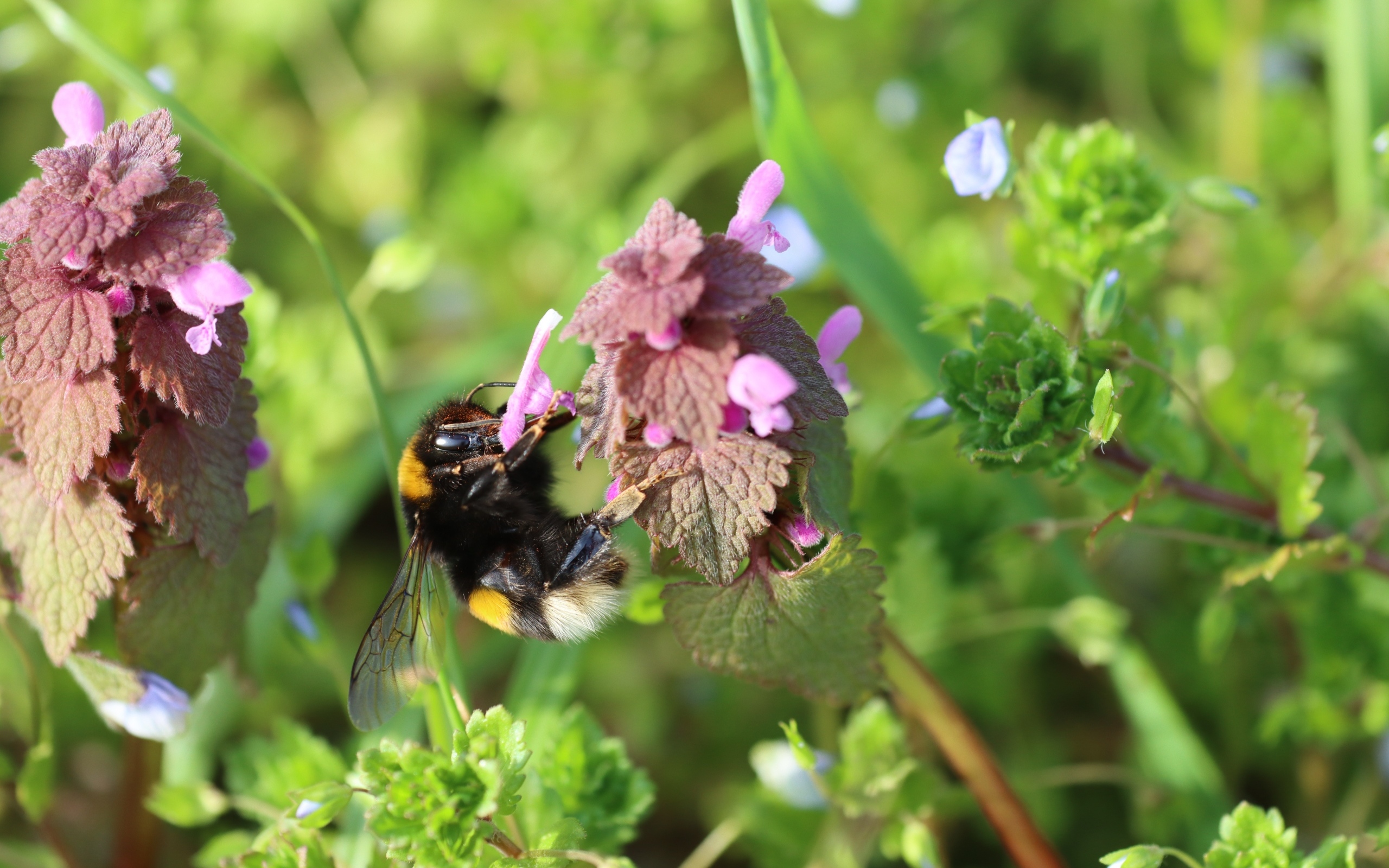 Шмель сидит на розовом цветке крапивы