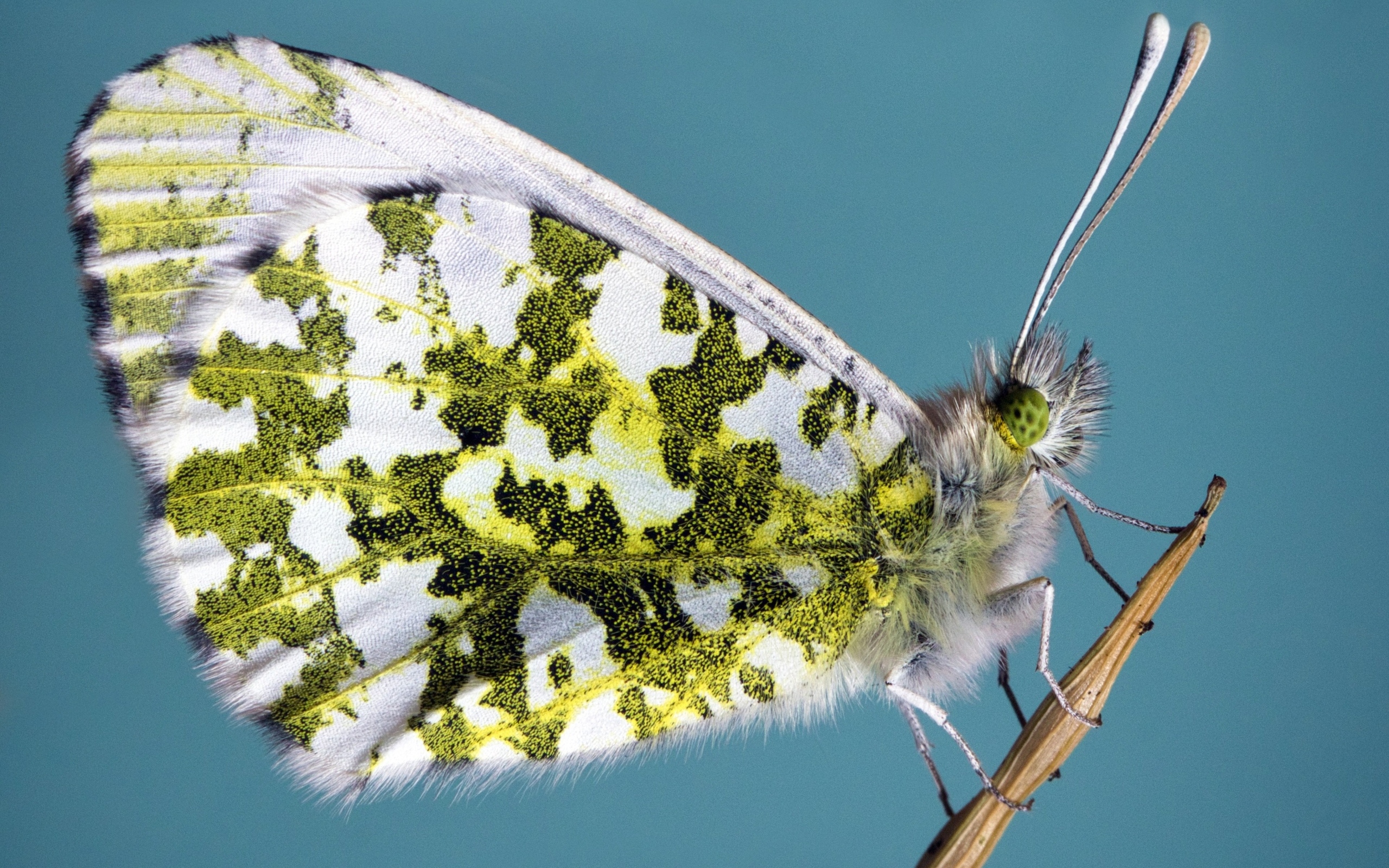 Бабочка сидит на стебле на голубом фоне