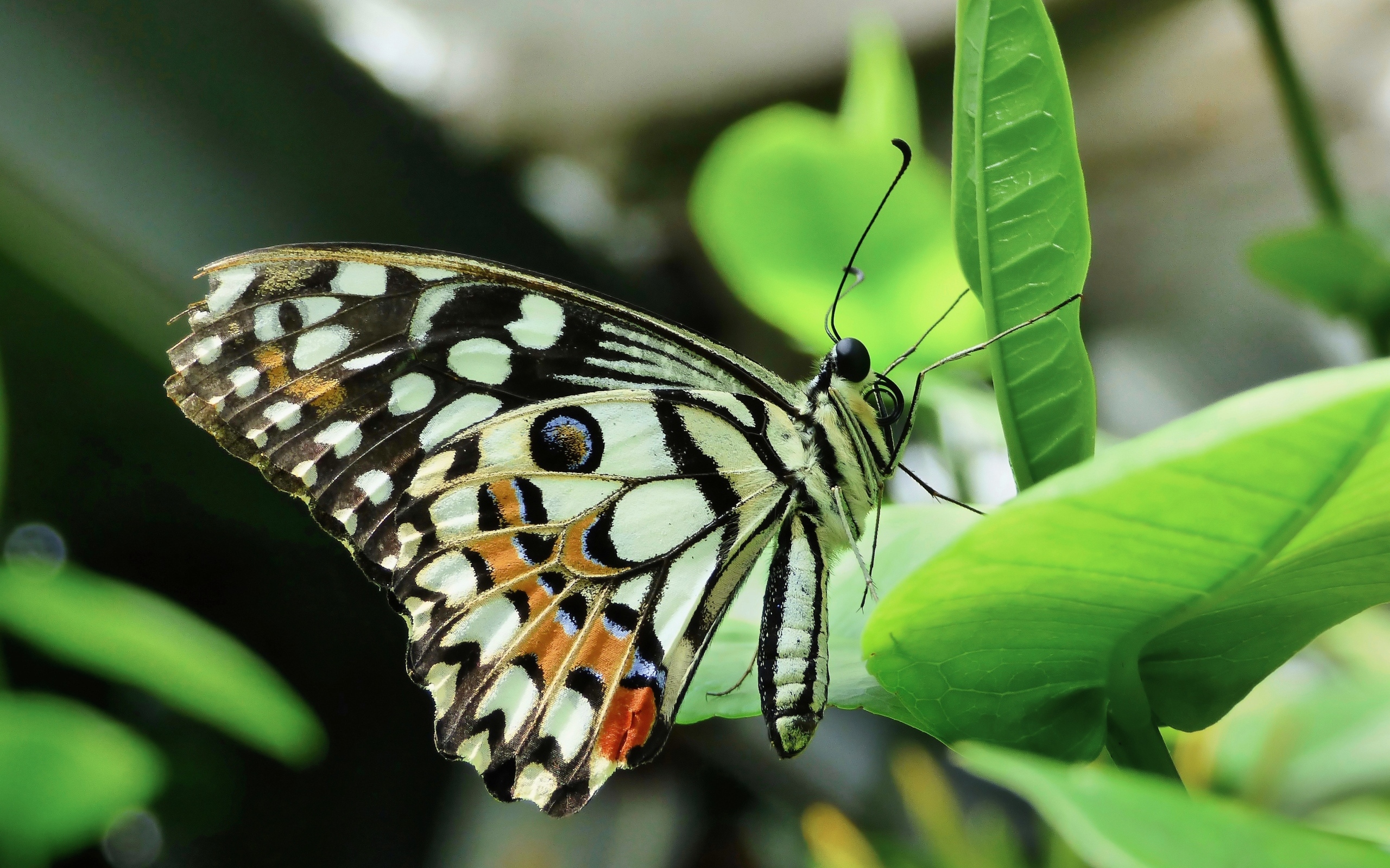 Бабочка махаон сидит на зеленом листке