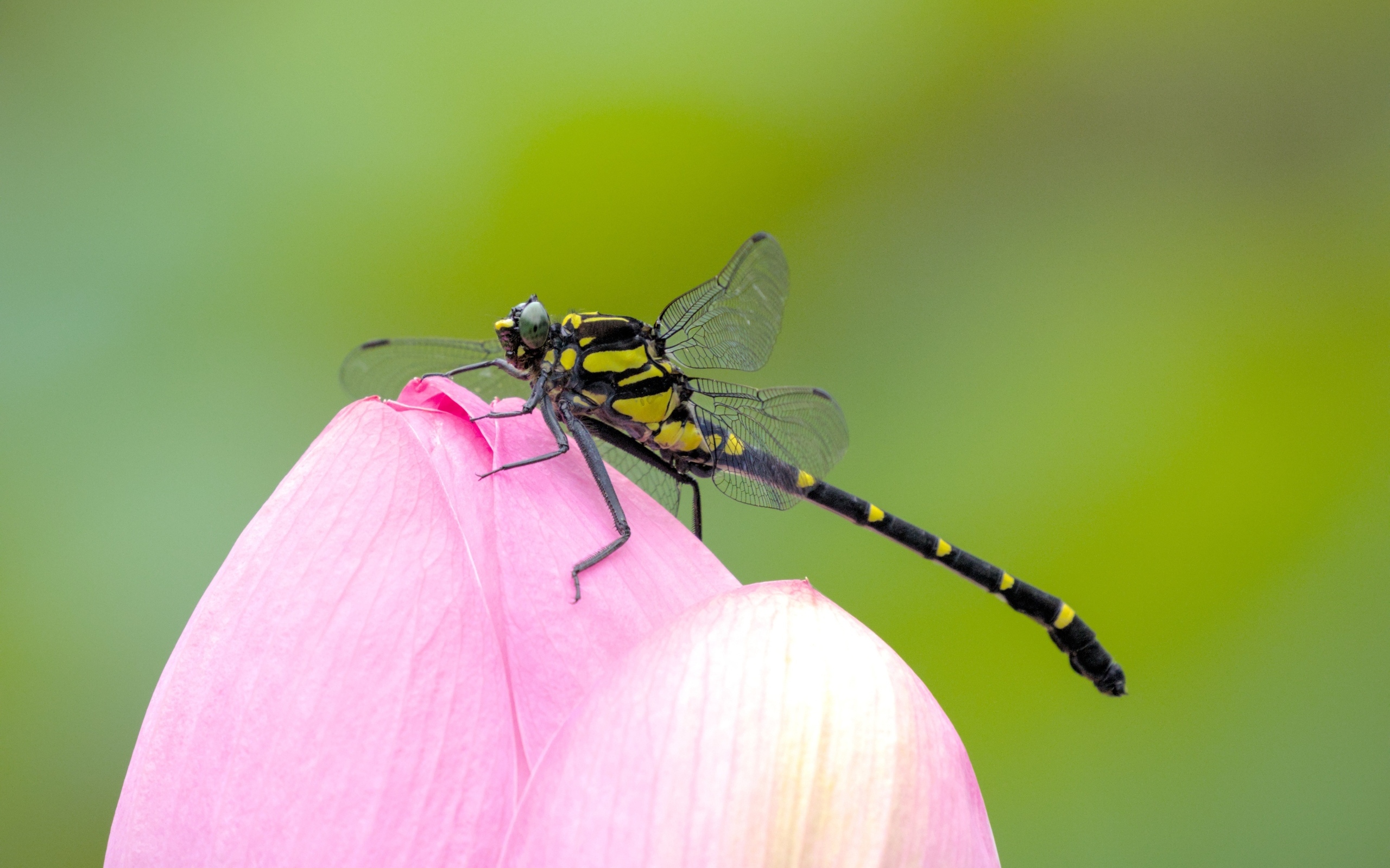 Стрекоза на розовом цветке лотоса