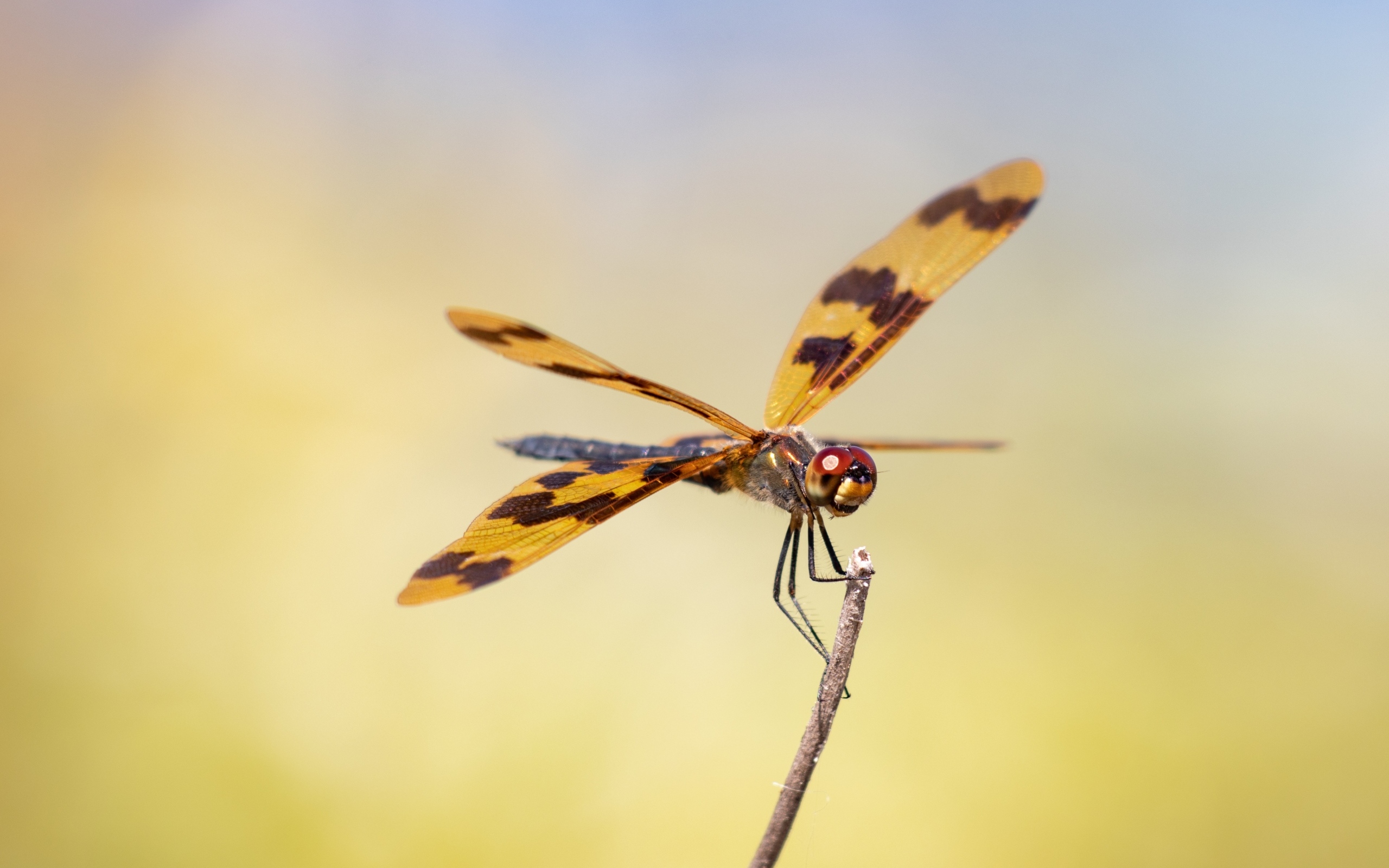 Большая стрекоза сидит на ветке крупным планом