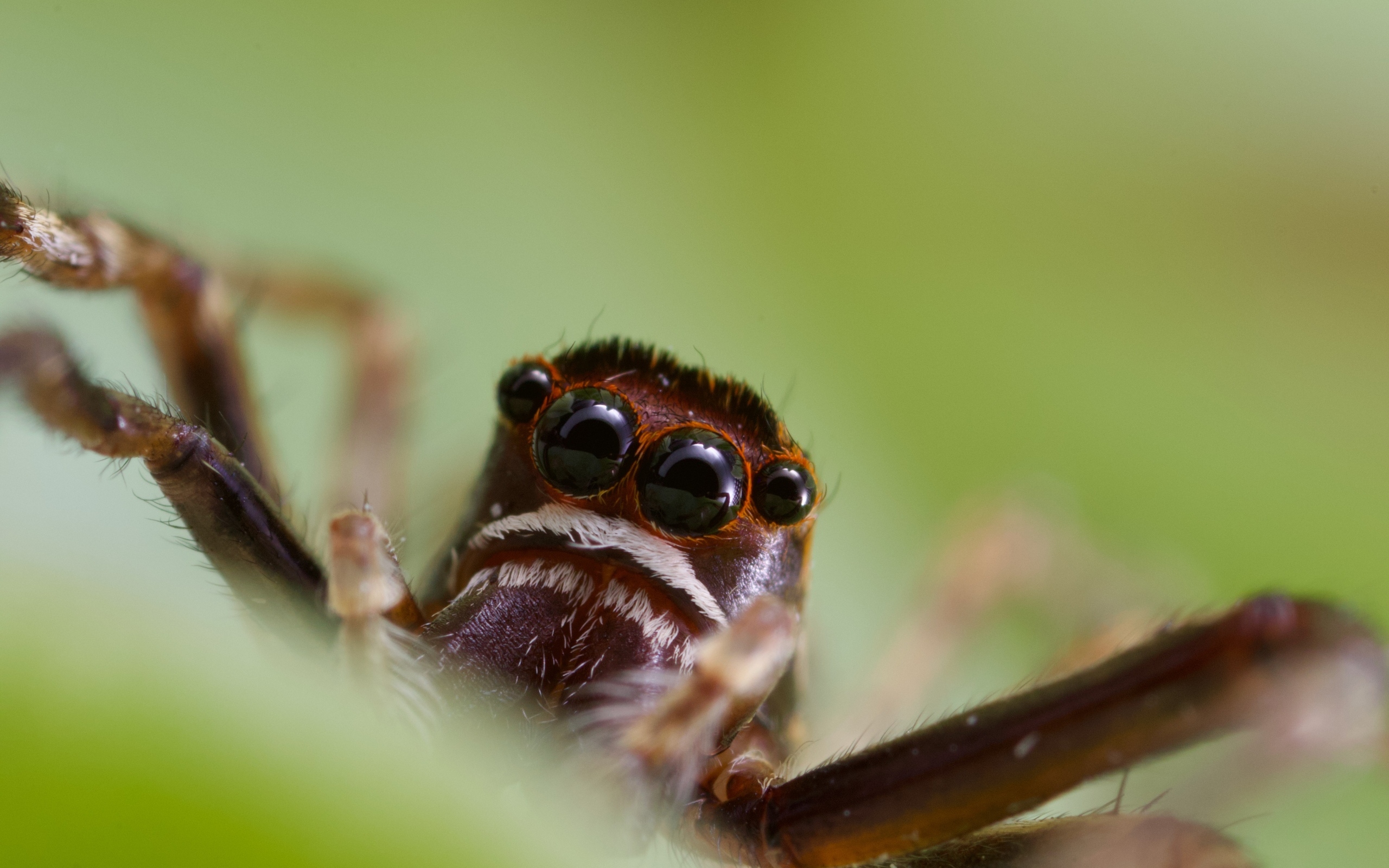 Большой паук с черными глазами на зеленом фоне