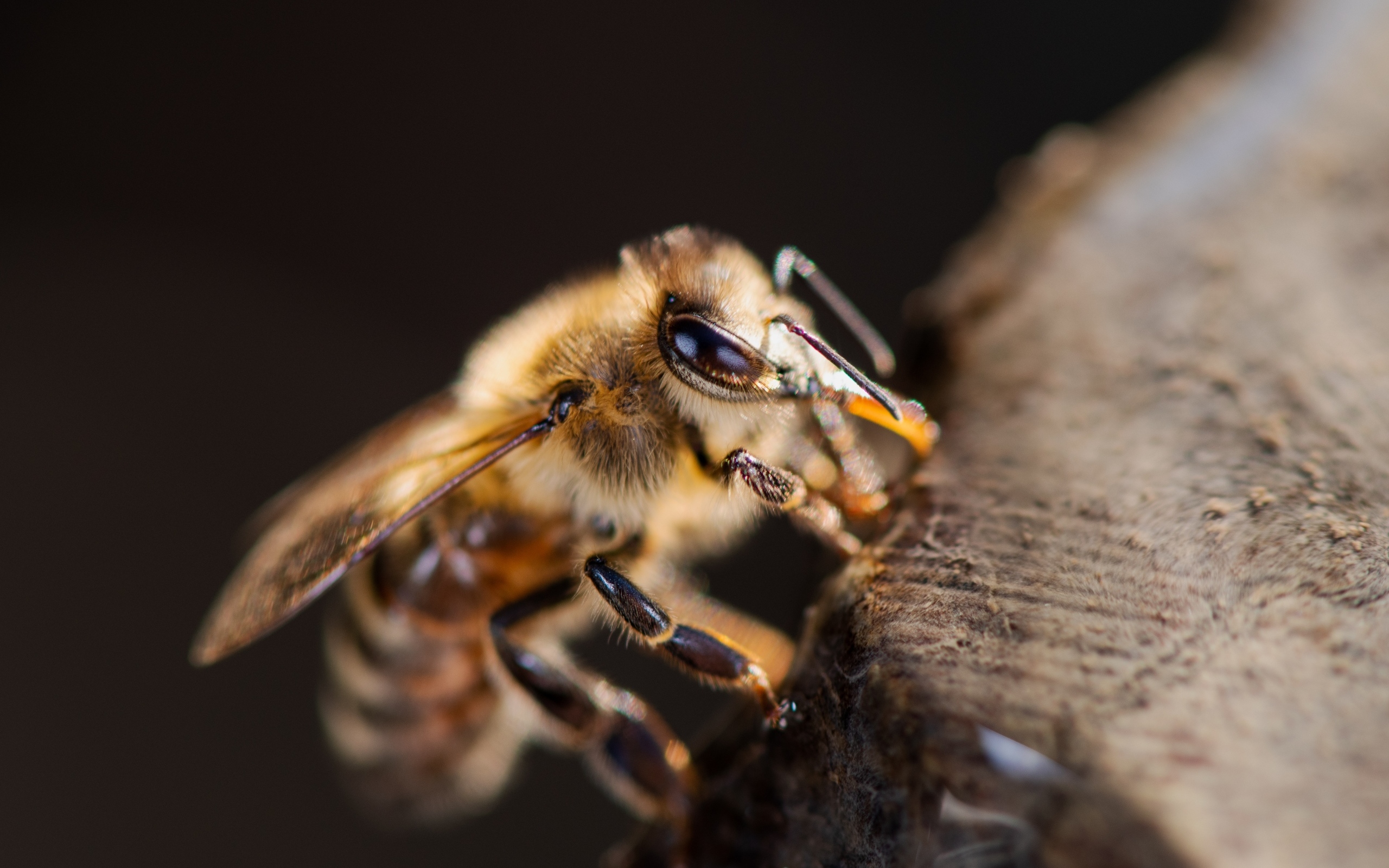Маленькая медоносная пчела крупным планом