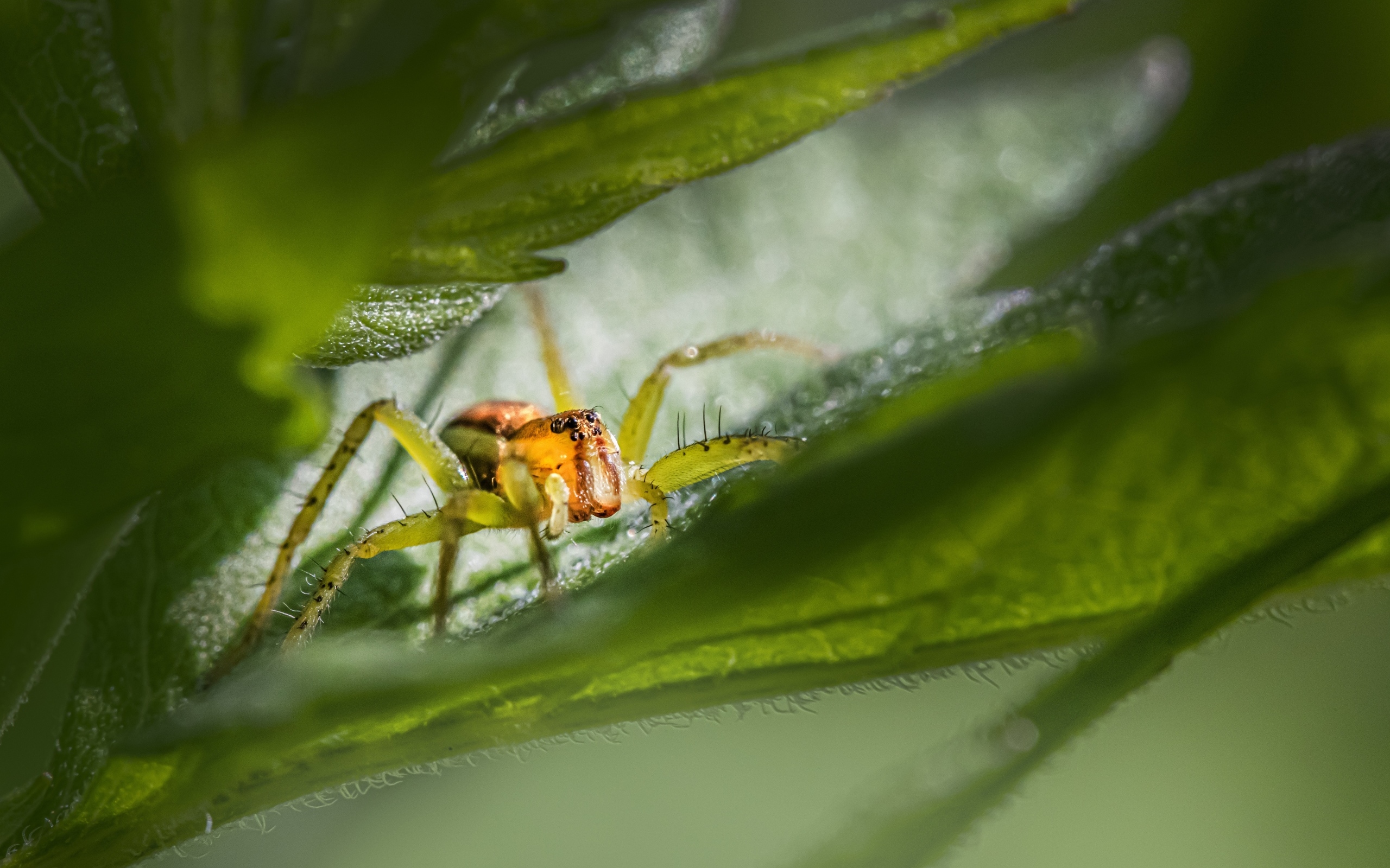 Маленький паук прячется в зеленых листьях