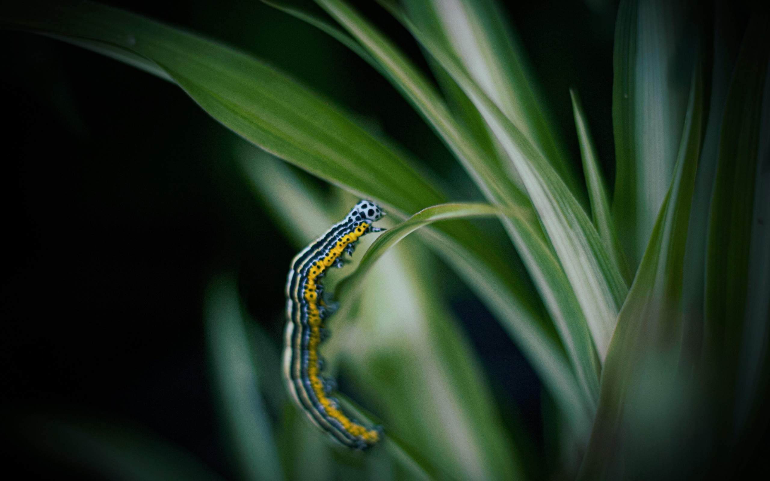 Разноцветная гусеница на зеленой траве