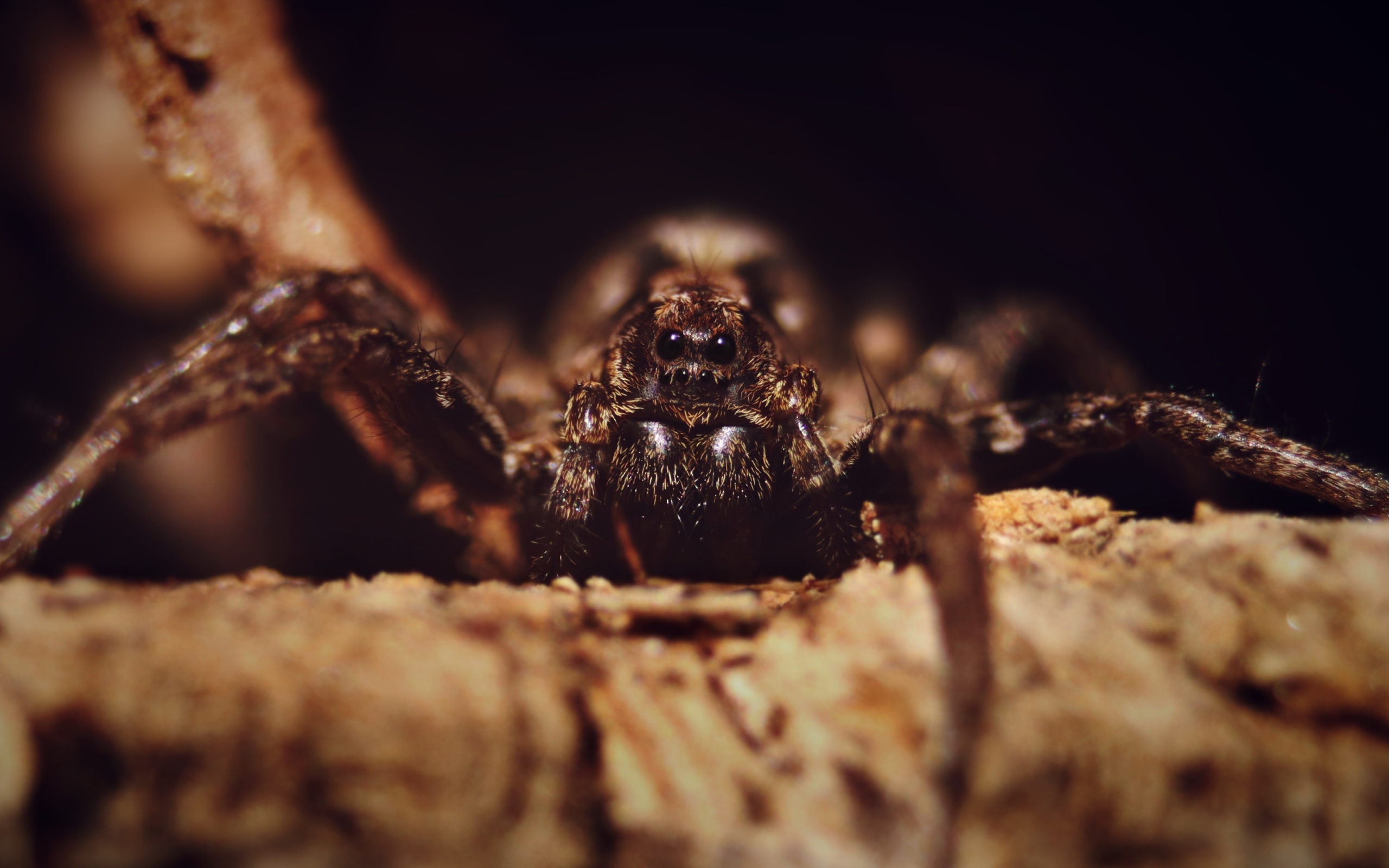 Паук крупным планом на черном фоне