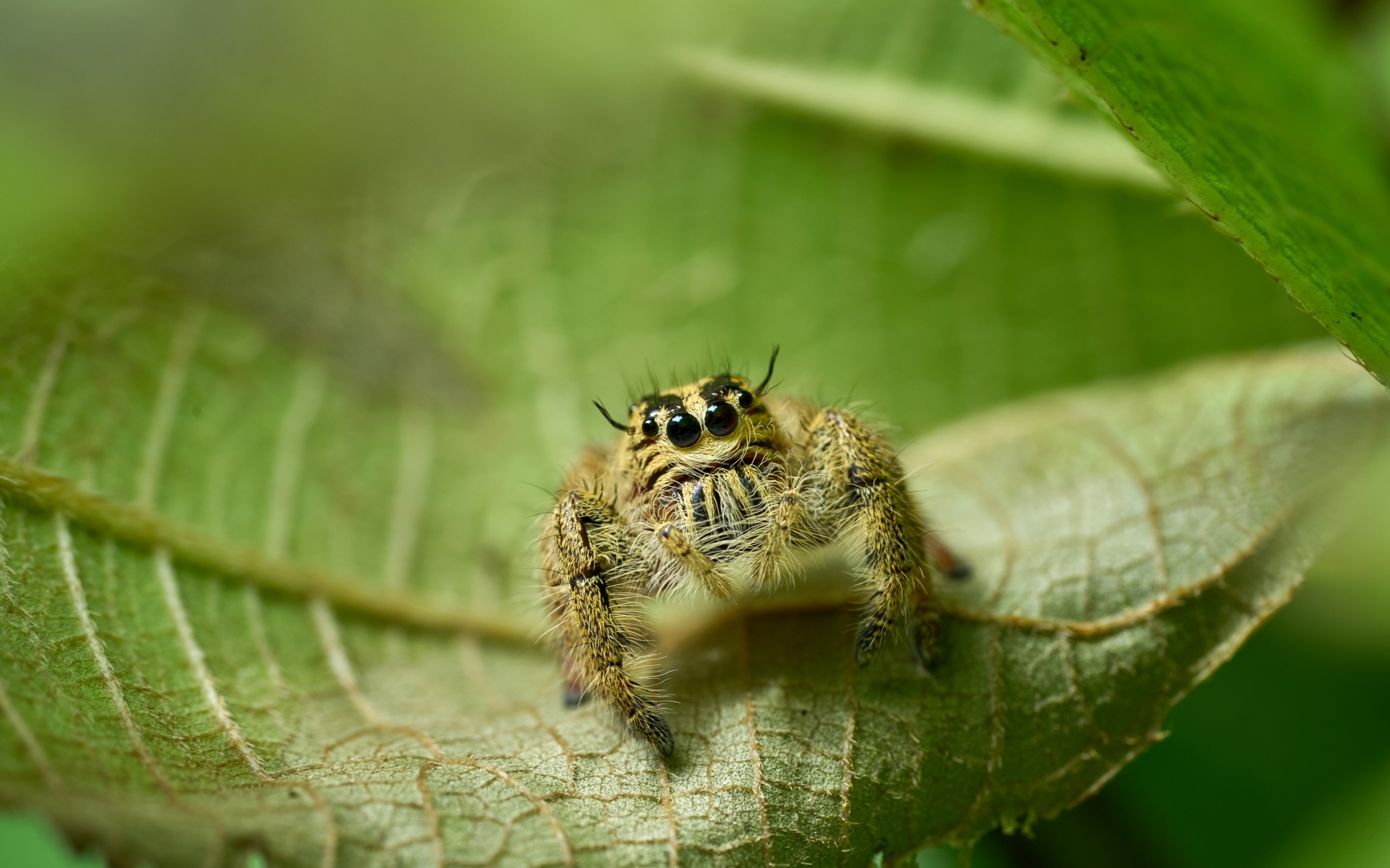 Паук с черными глазами сидит на листе