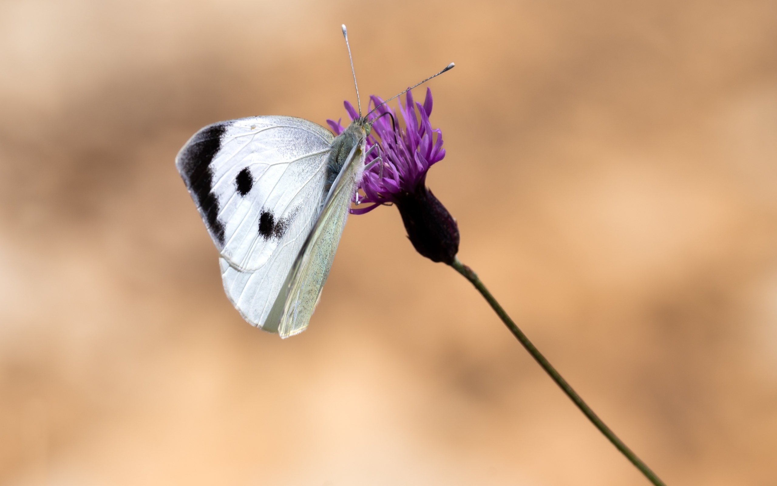 Белая бабочка сидит на цветке на коричневом фоне