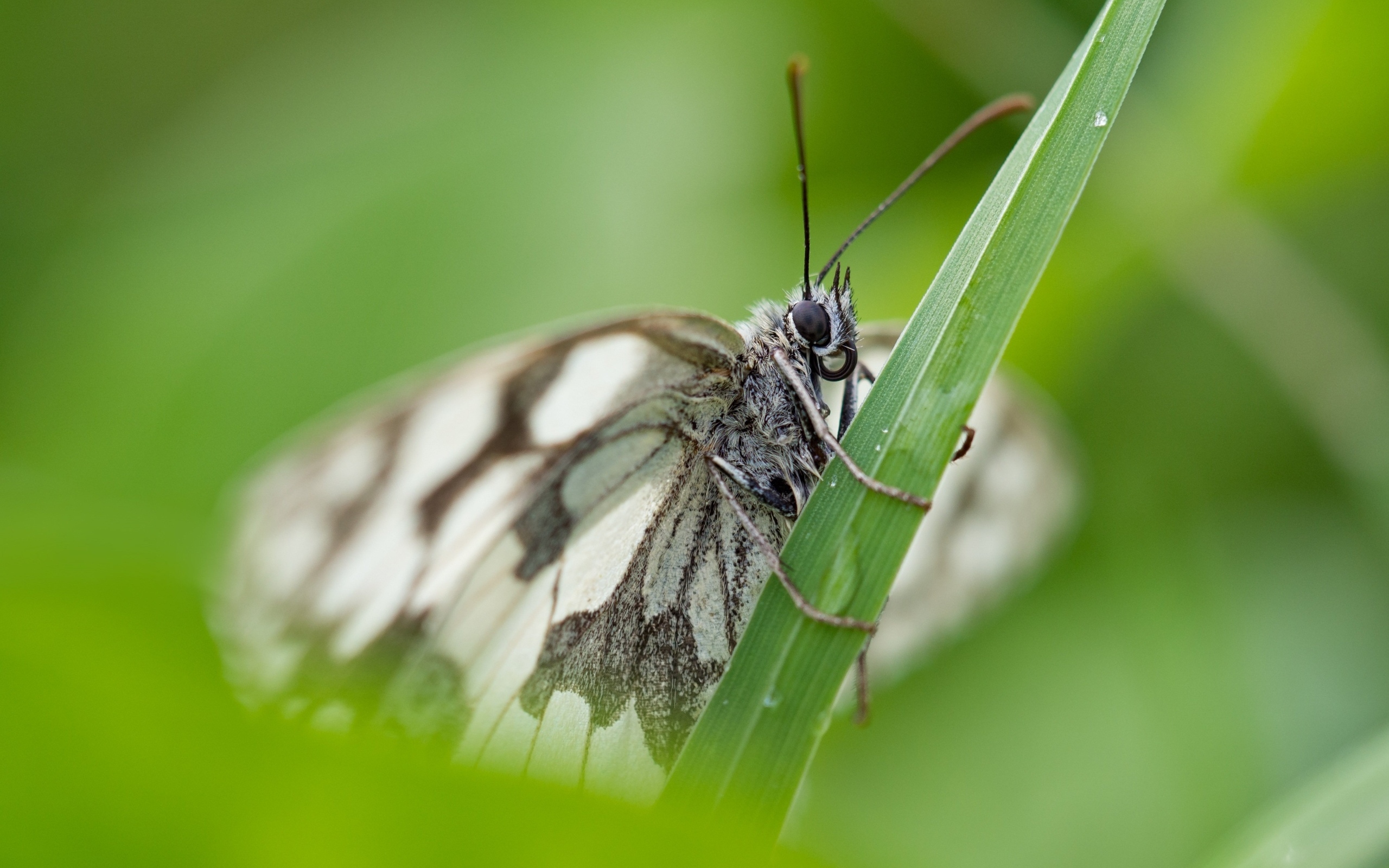 Белая бабочка сидит на зеленой траве
