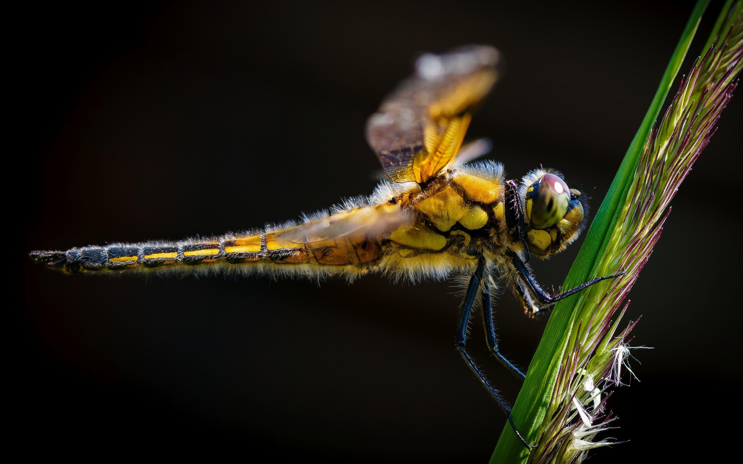 Желтая стрекоза за зеленом колоске на черном фоне