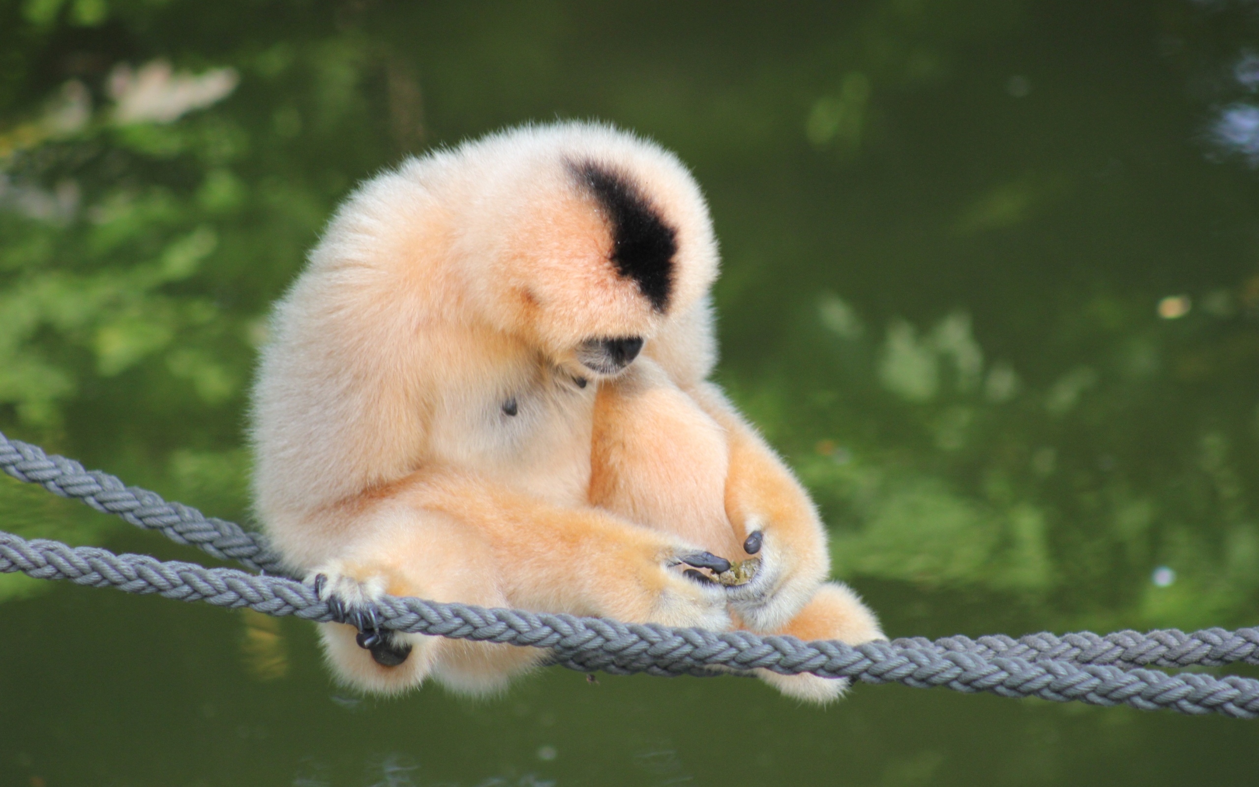 Большой гиббон сидит на канатах