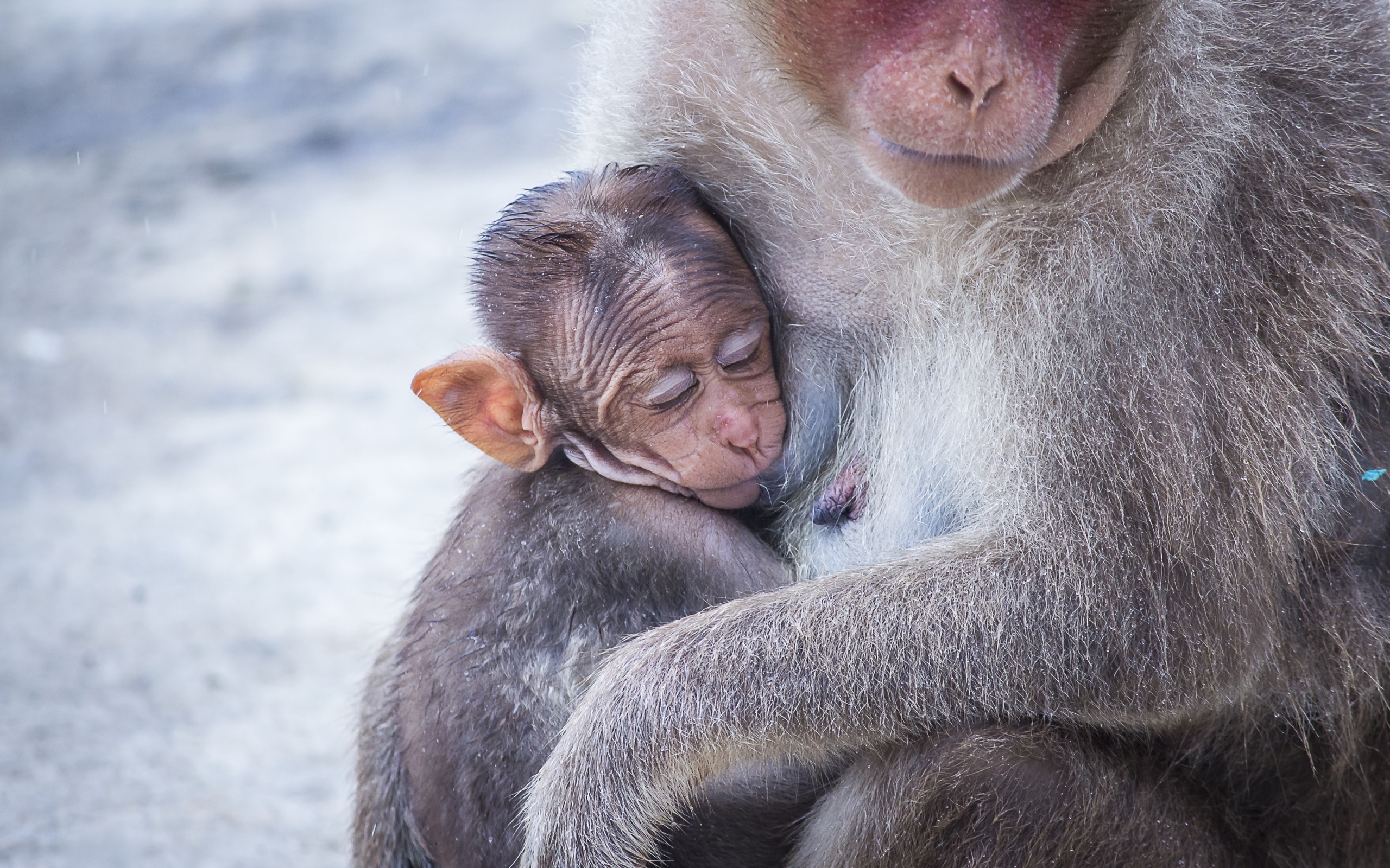 Обезьяна обнимает детеныша 
