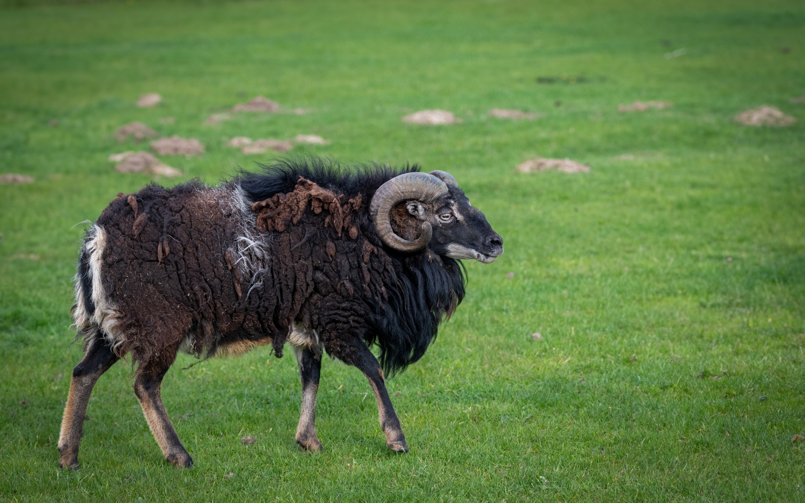 Большой старый не стриженный баран