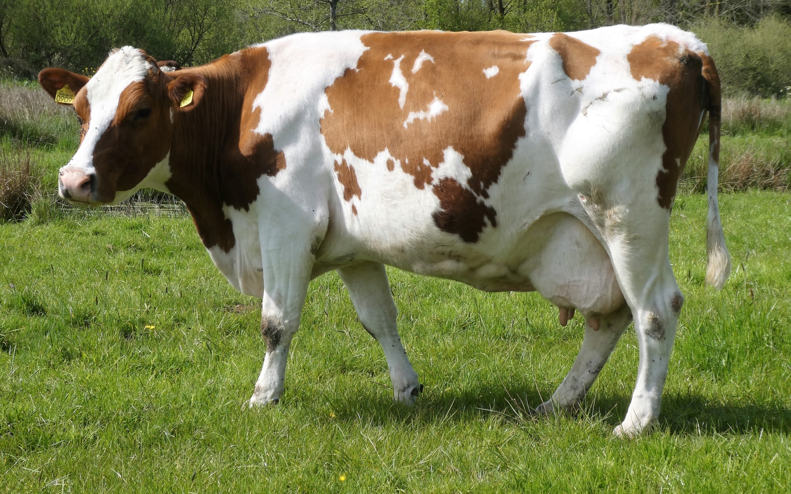 Большая белая корова с коричневыми пятнами