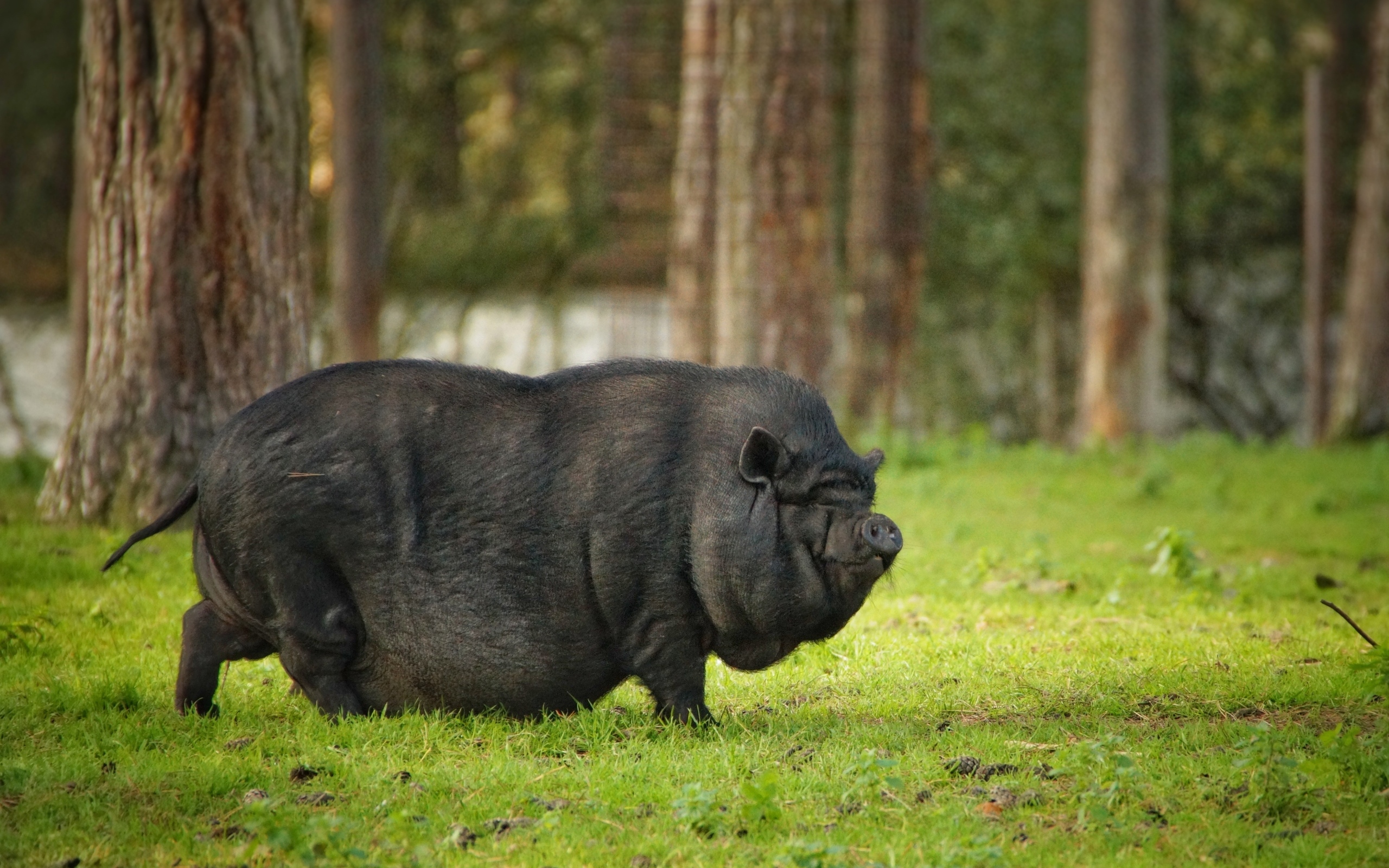 Черная карликовая свинья в парке