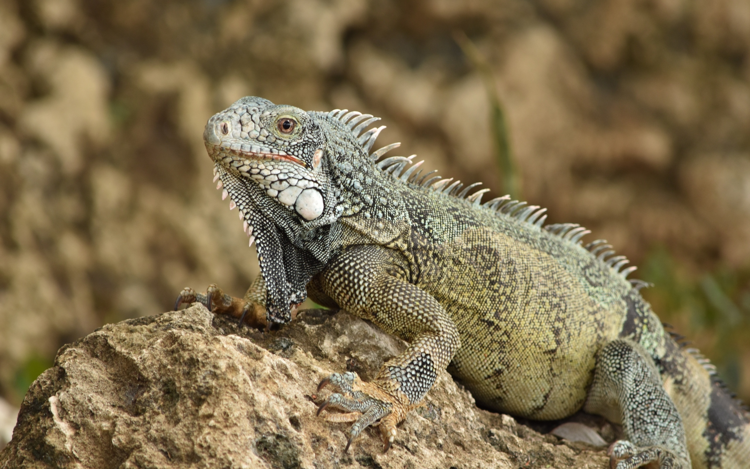 Большая игуана сидит на камне