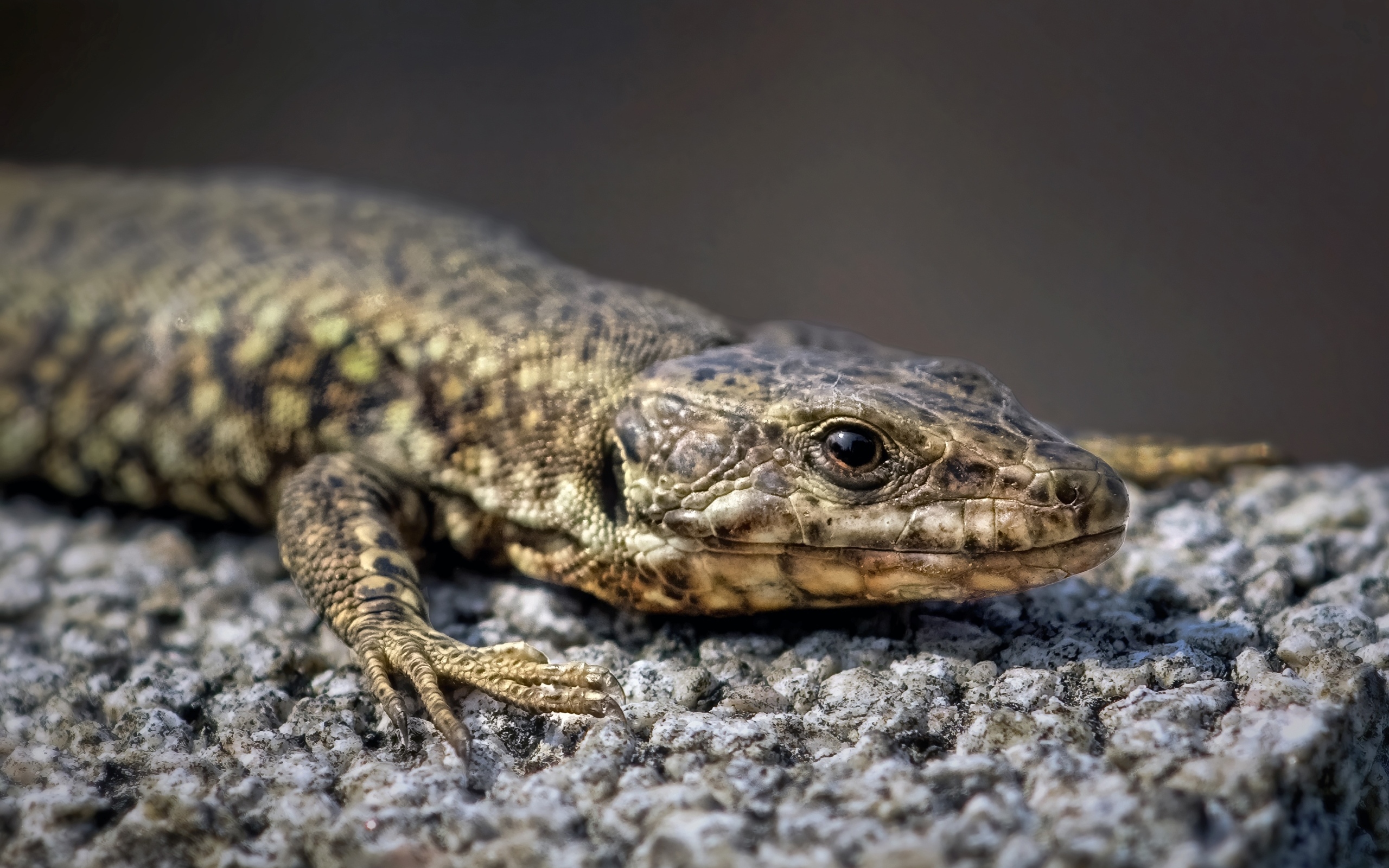Серая ящерица сидит на камне