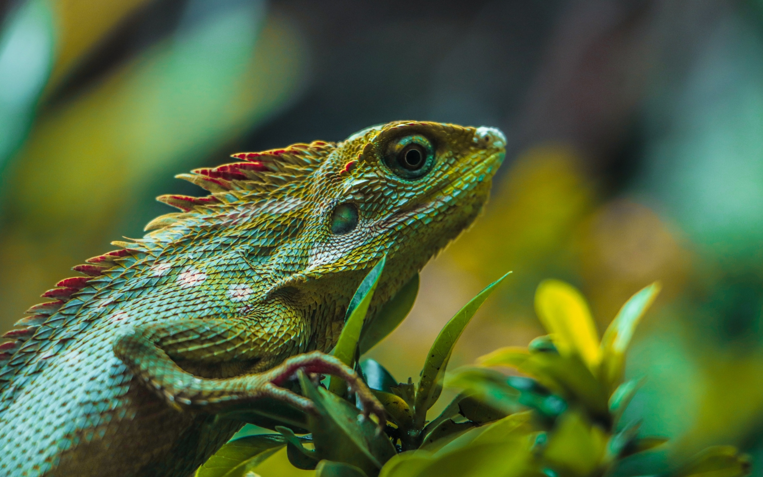 Зеленая ящерица сидит в зеленых листьях