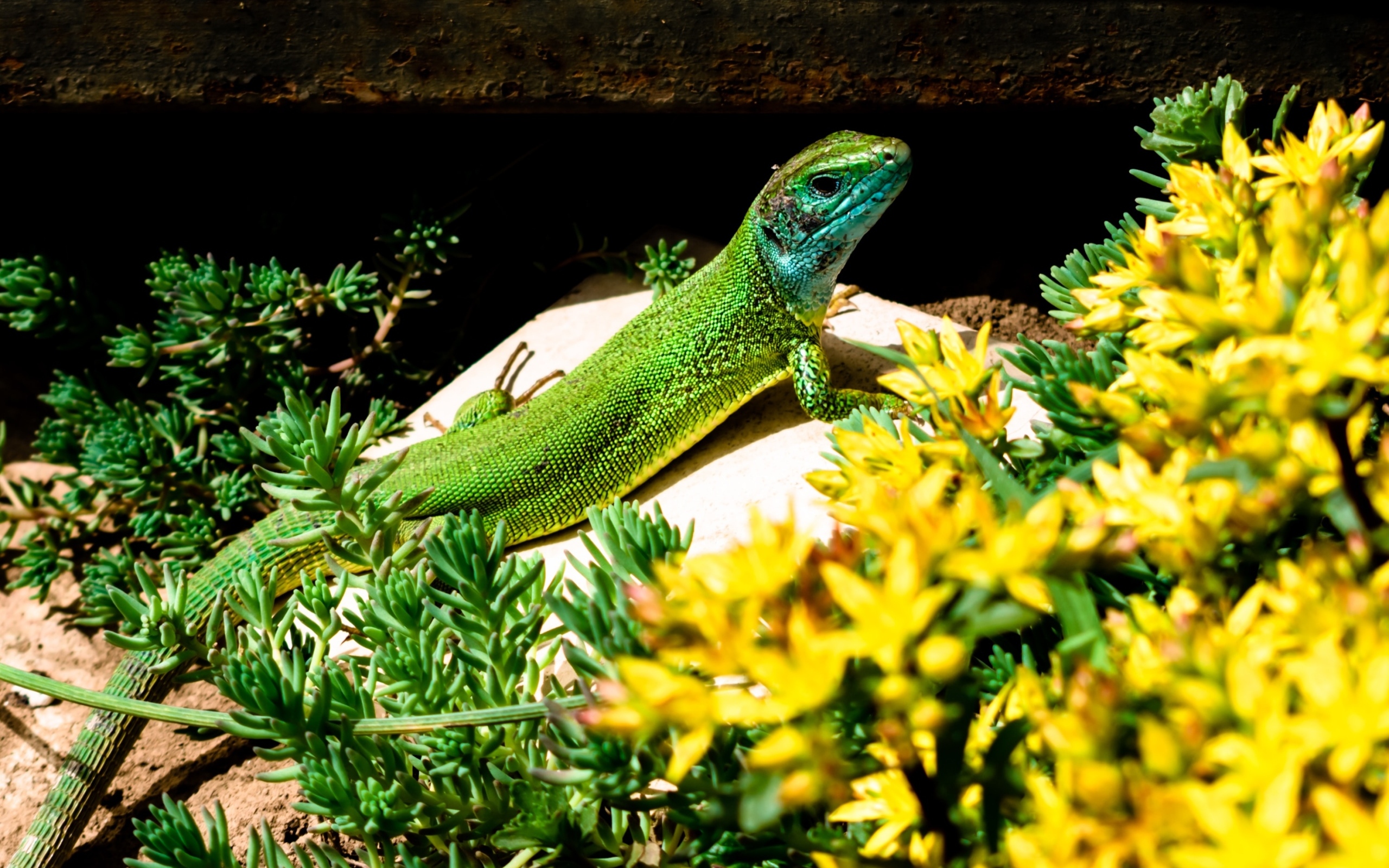 Большая зеленая ящерица в желтых цветах