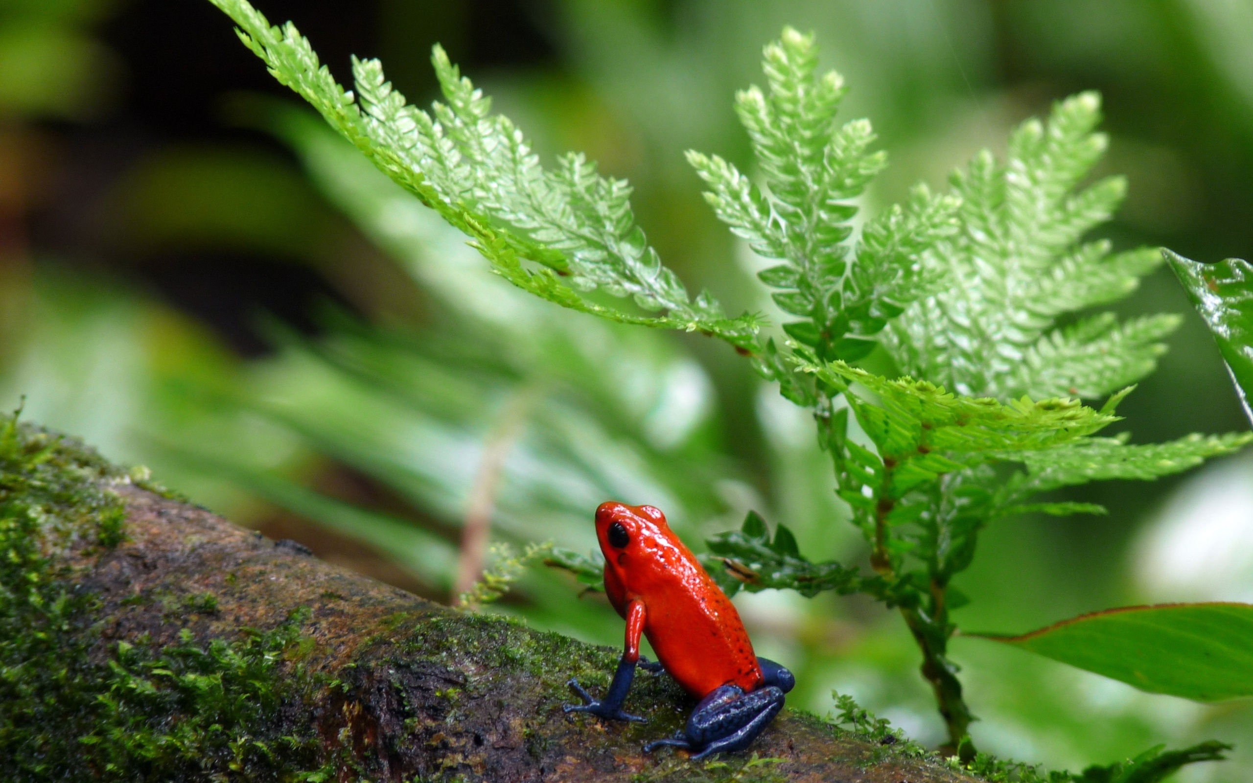 Красная лягушка с синими лапами