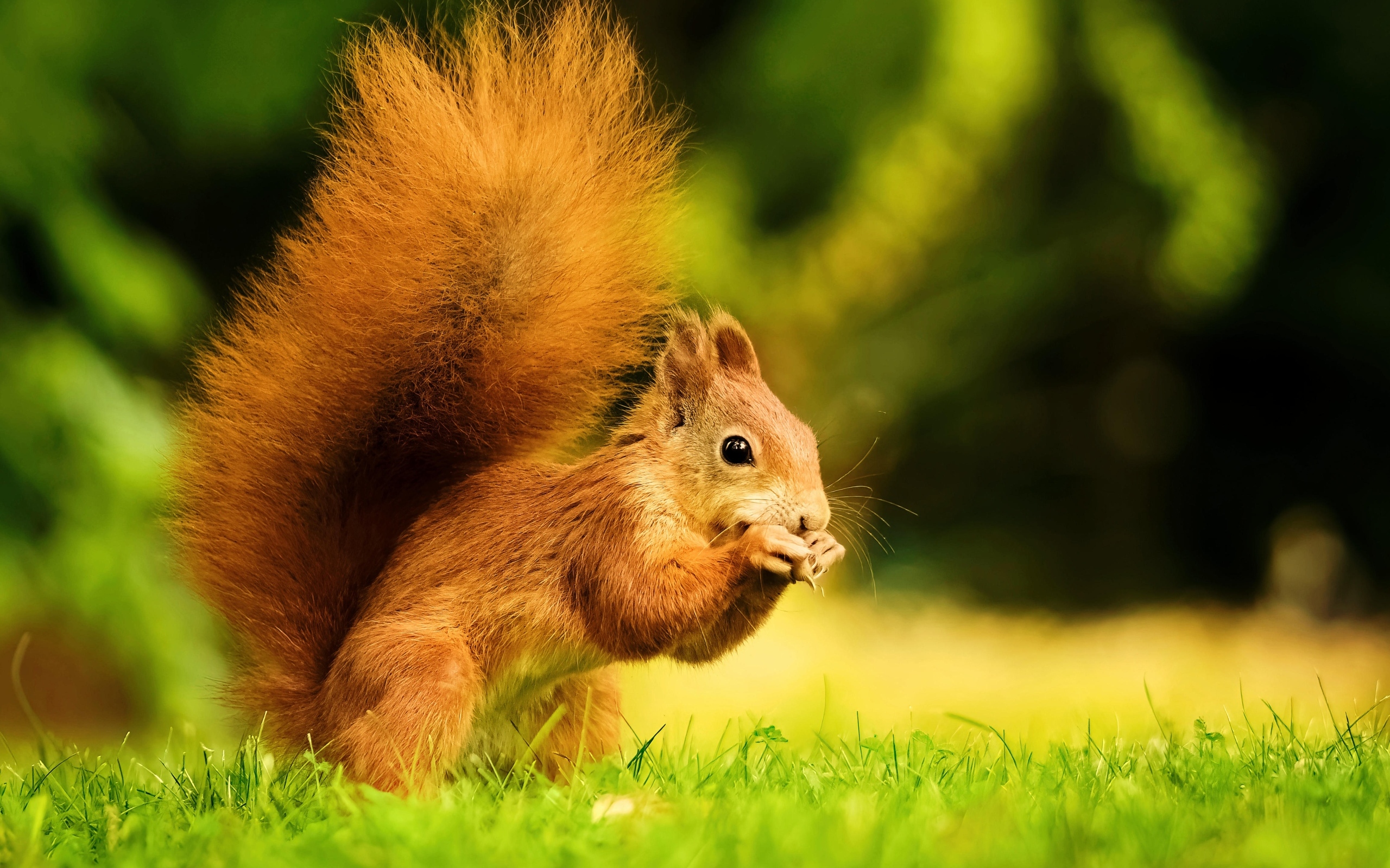 Красивая рыжая белка с пушистым хвостом