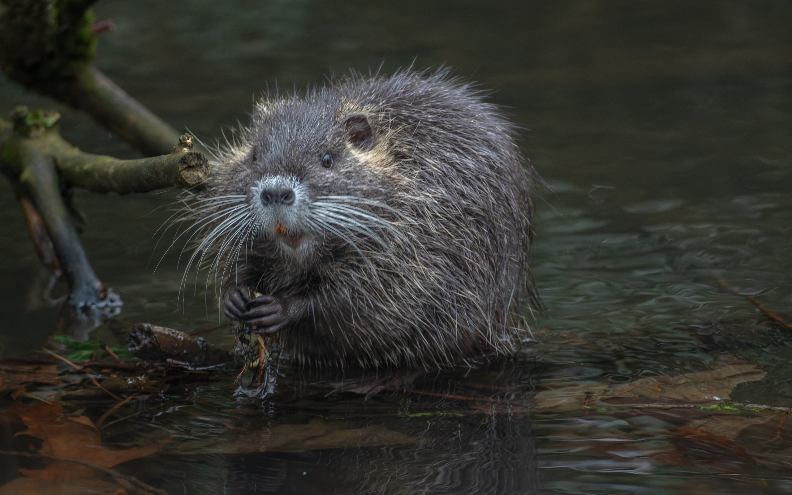 Черная нутрия в воде
