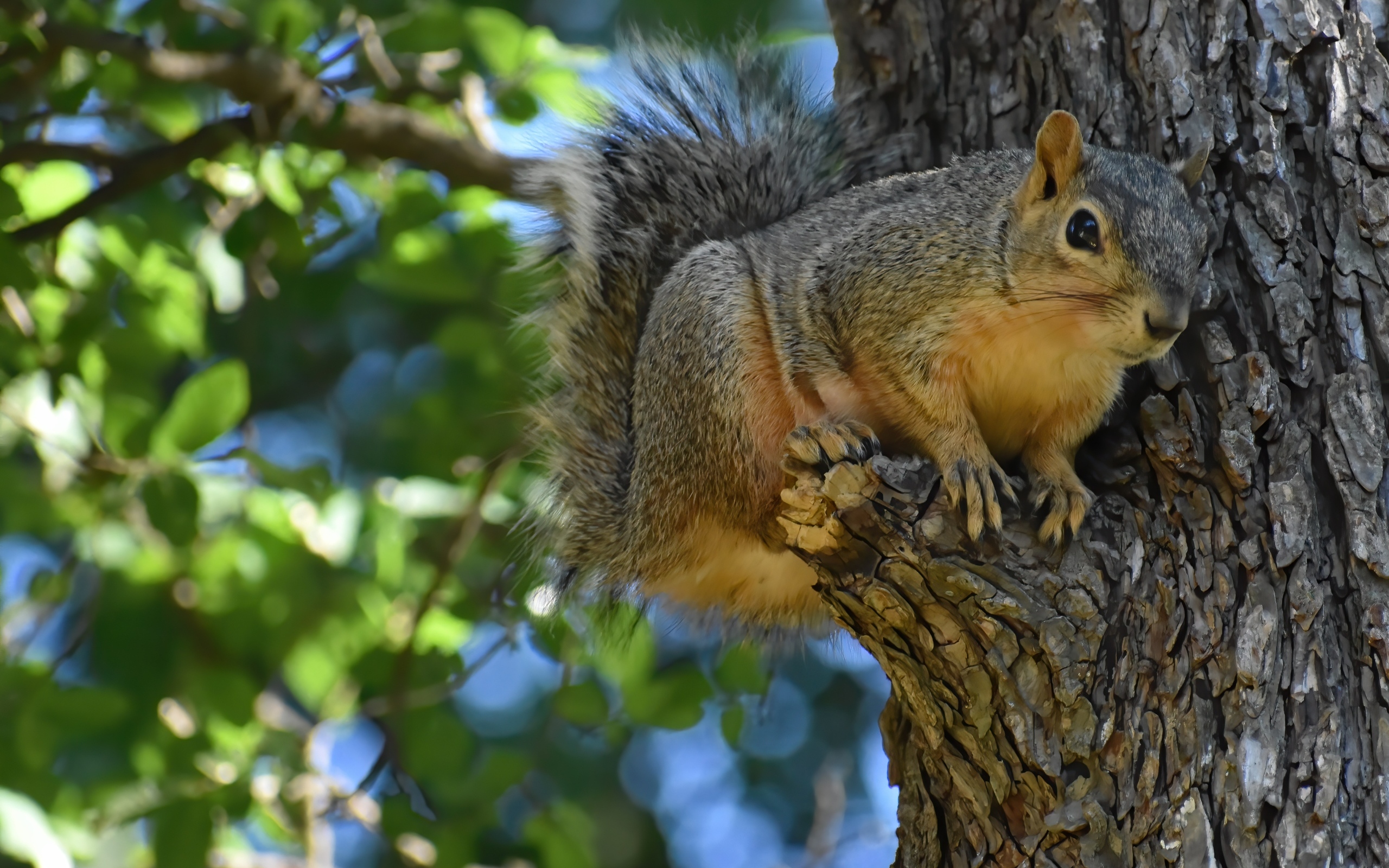 Любопытная белка на ветке дерева