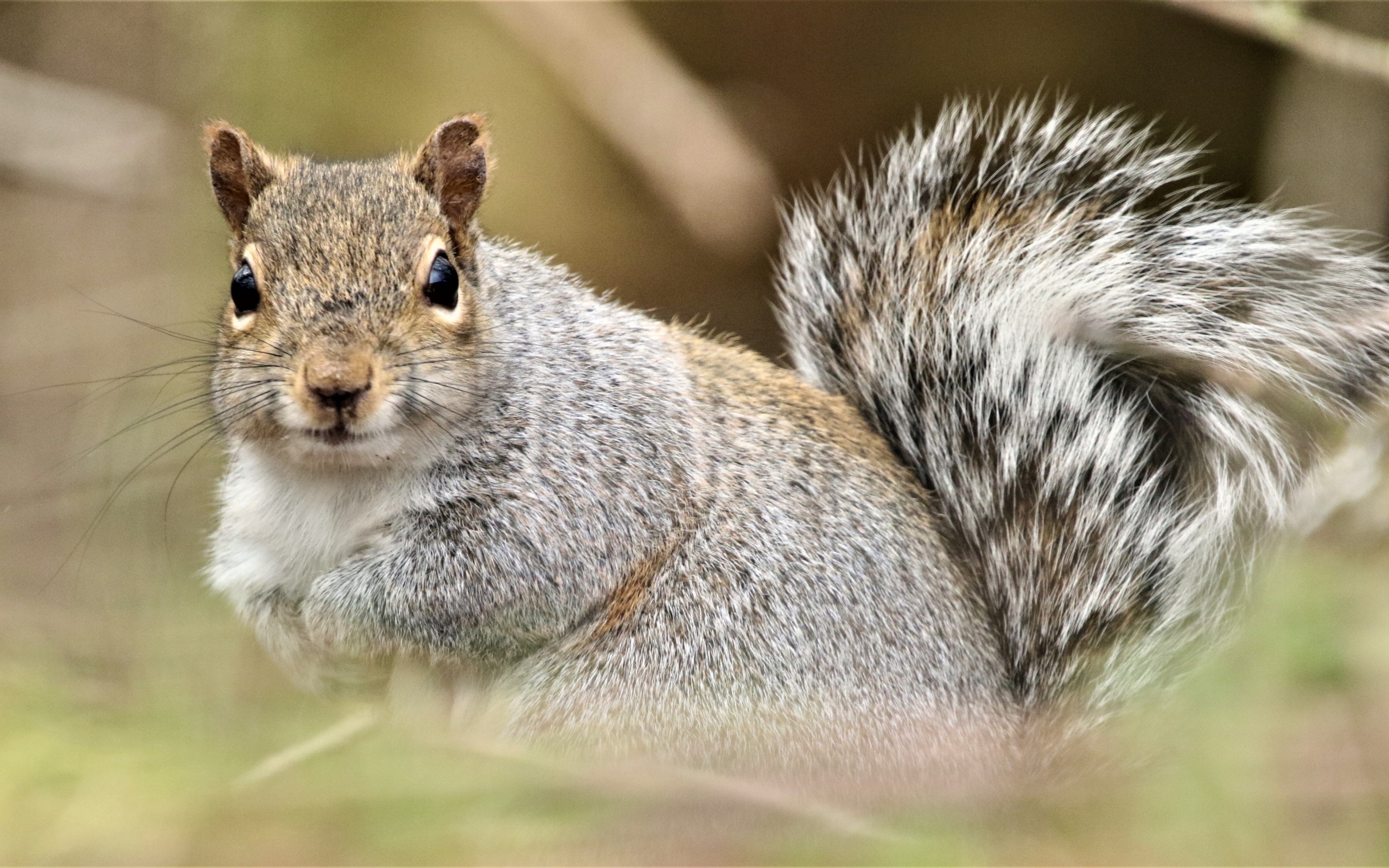 Забавная серая белка крупным планом