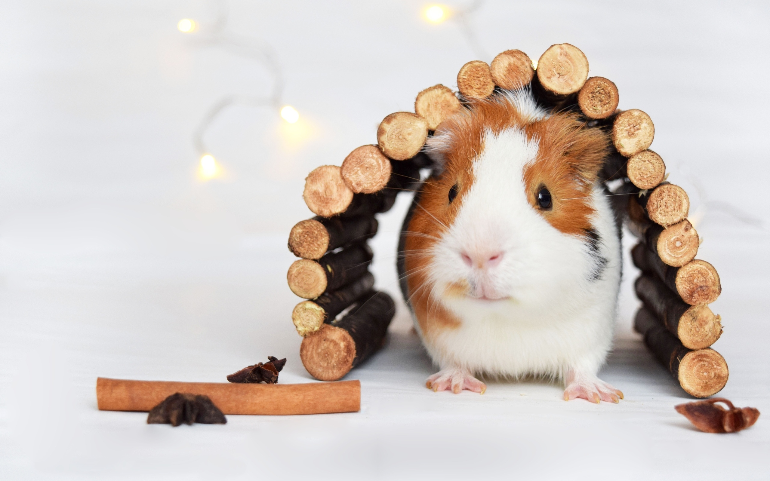 Морская свинка в домике из веток