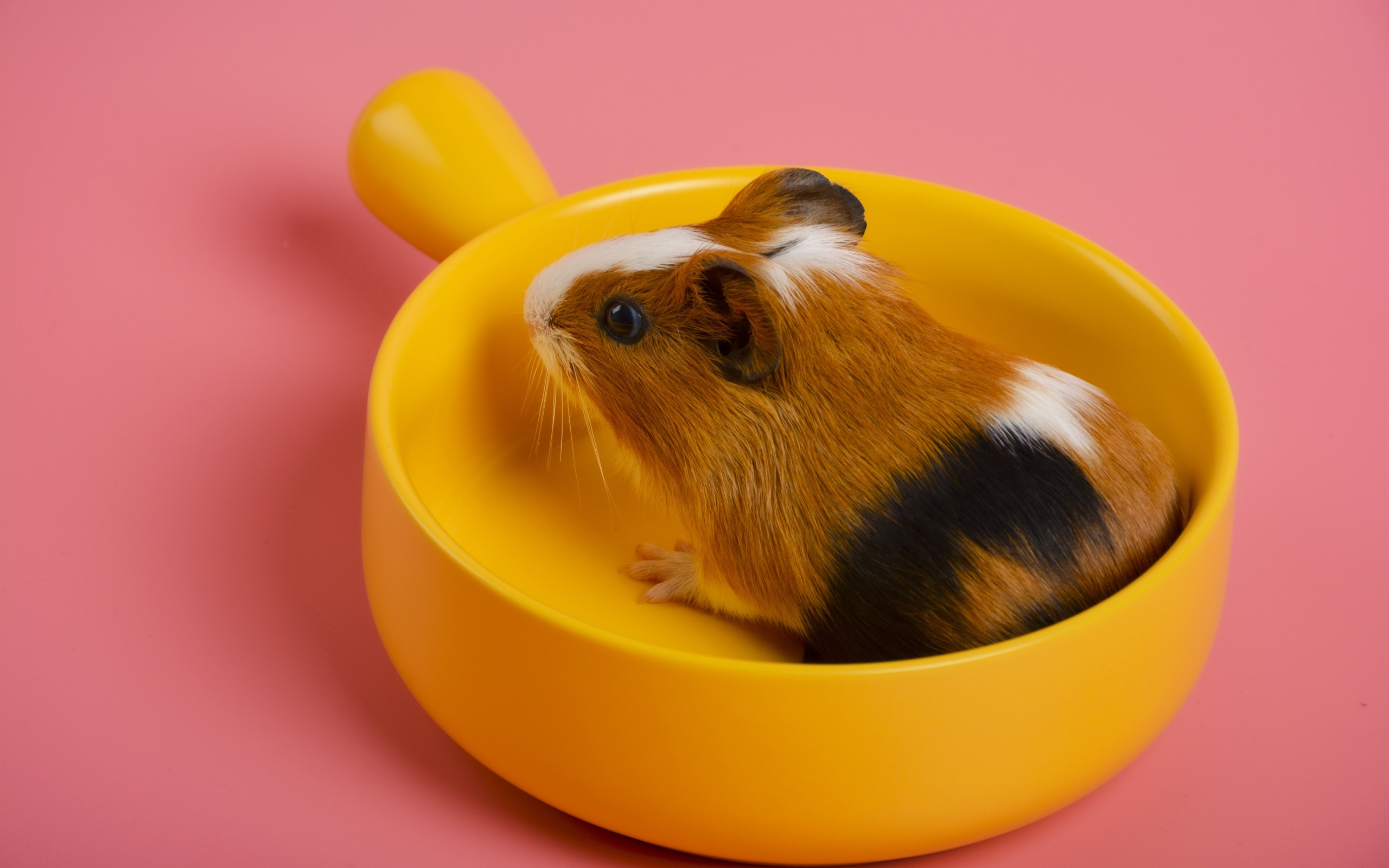 Морская свинка сидит в желтой чашке на розовом фоне