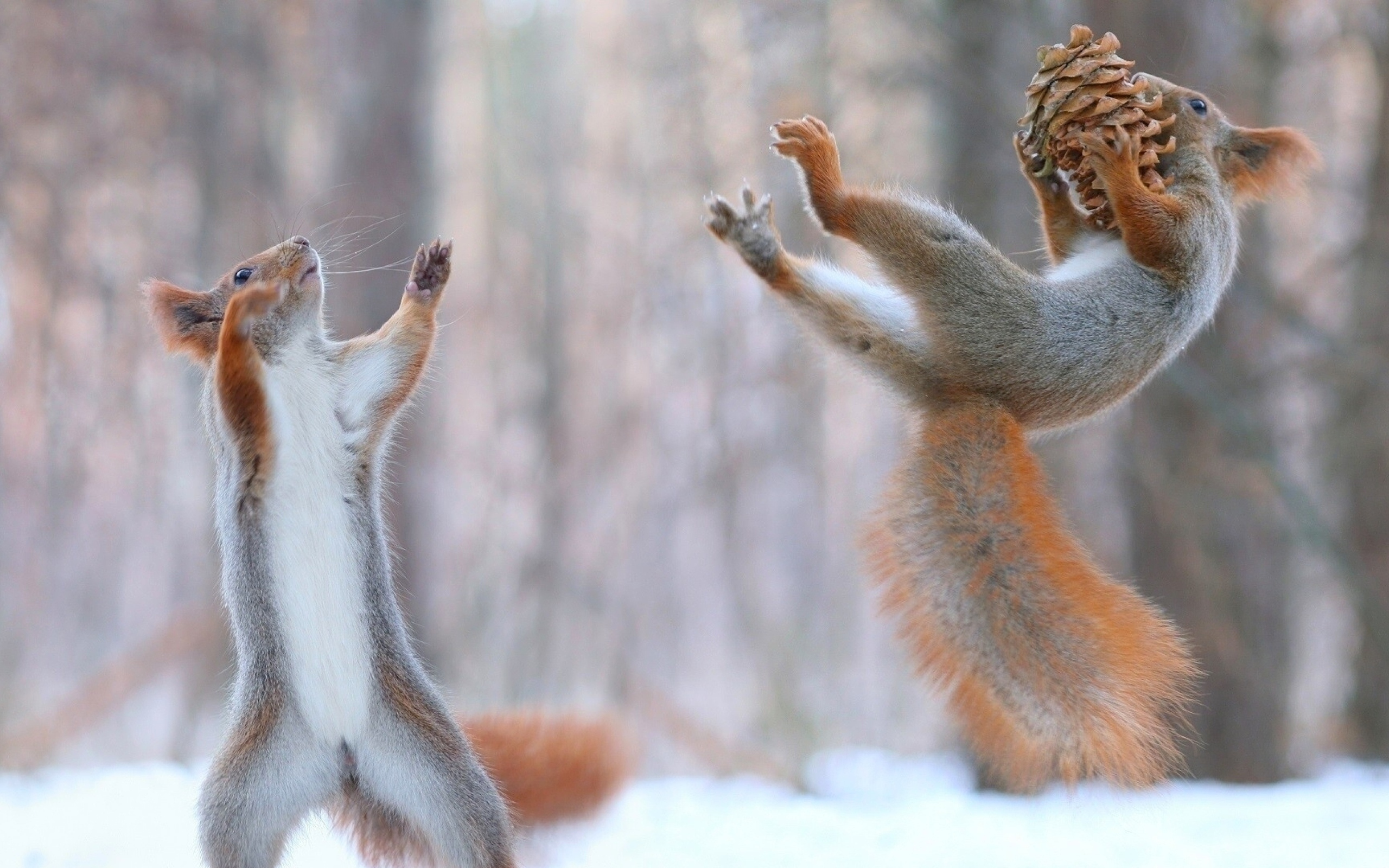 Две рыжие белки играют  с шишкой на снегу