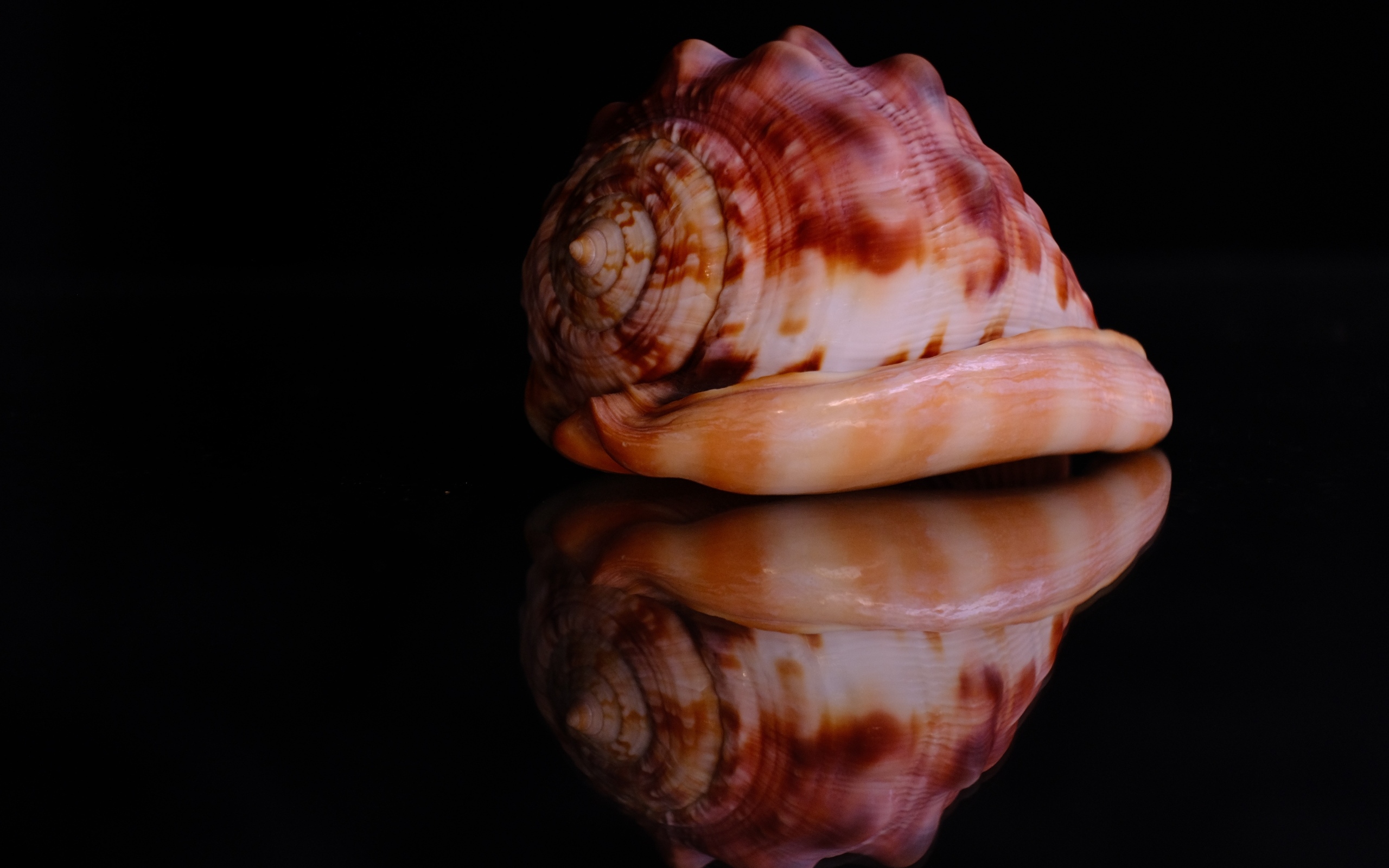 Большая ракушка на черном фоне