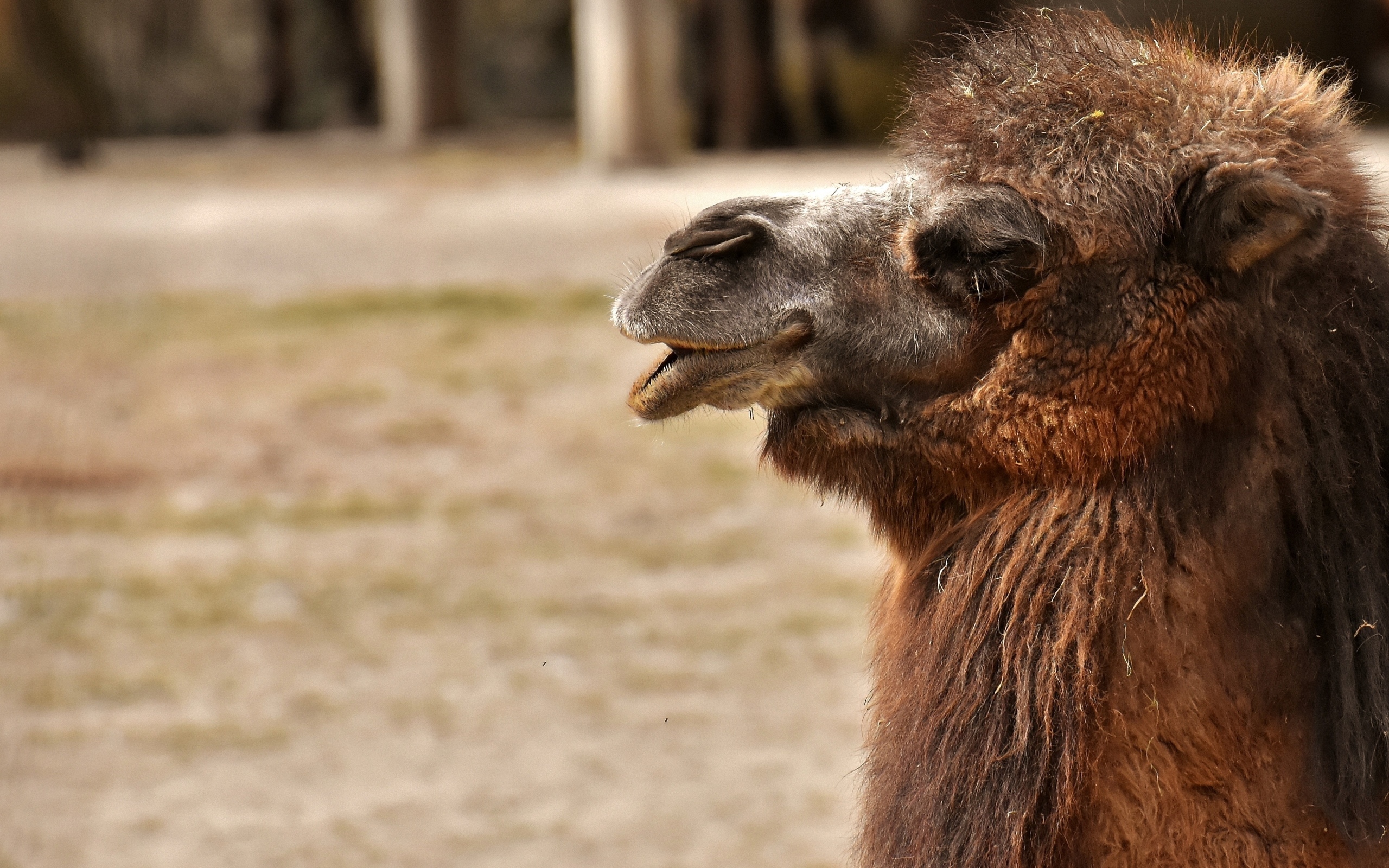 Большой лохматый верблюд в зоопарке