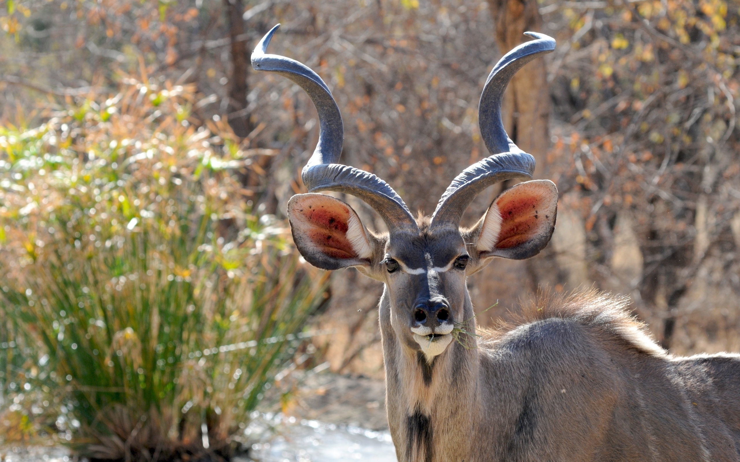 Большие рога у антилопы куду