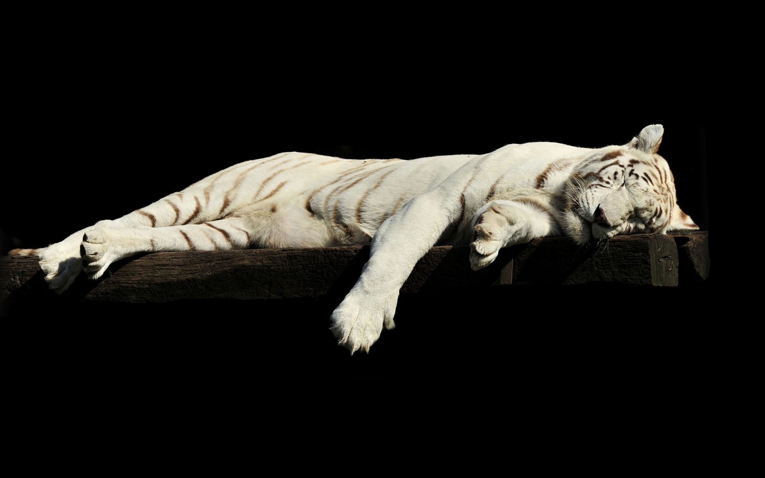 Большой белый тигр спит на черном фоне