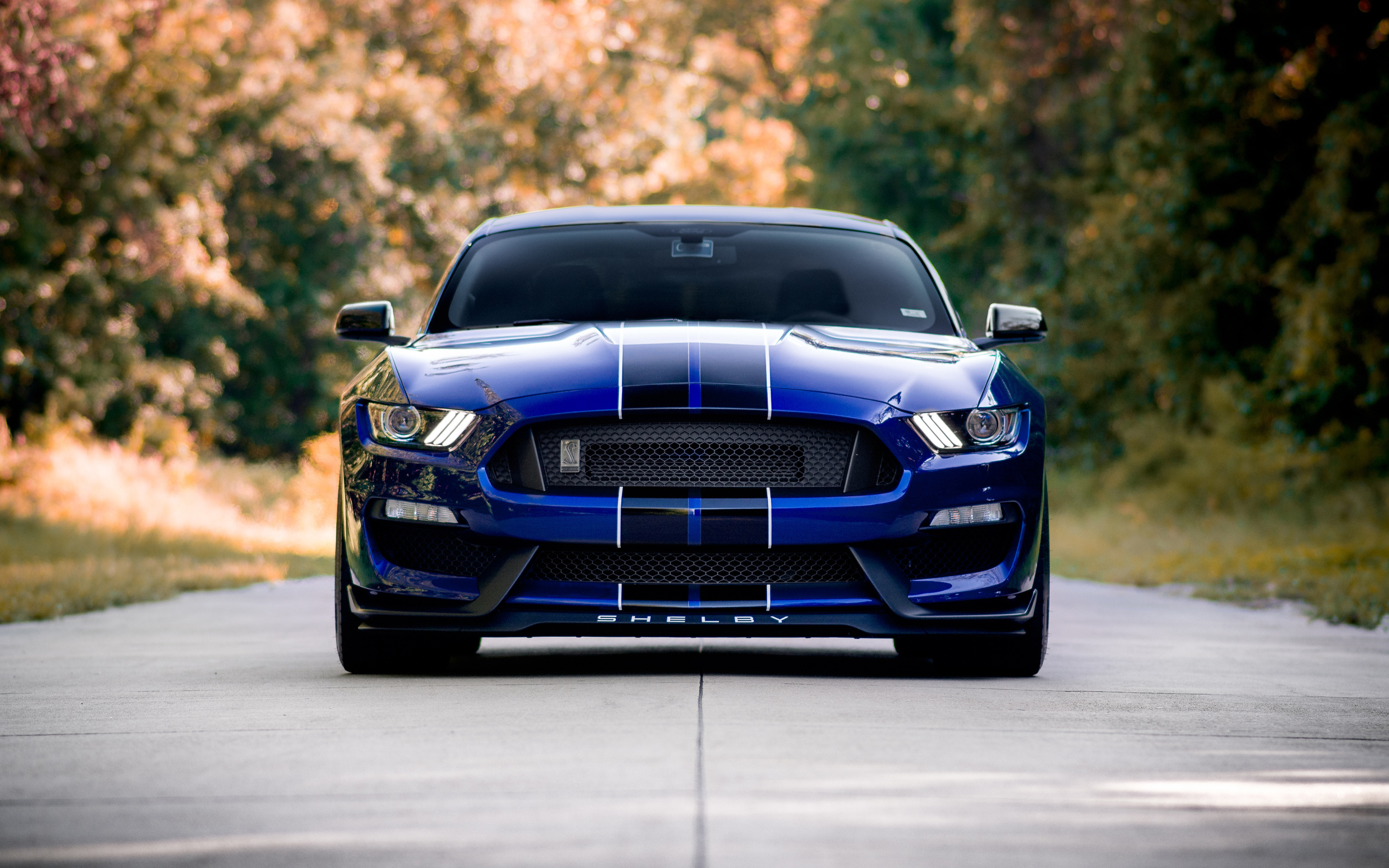 Спортивный автомобиль Ford Shelby GT350 на дороге