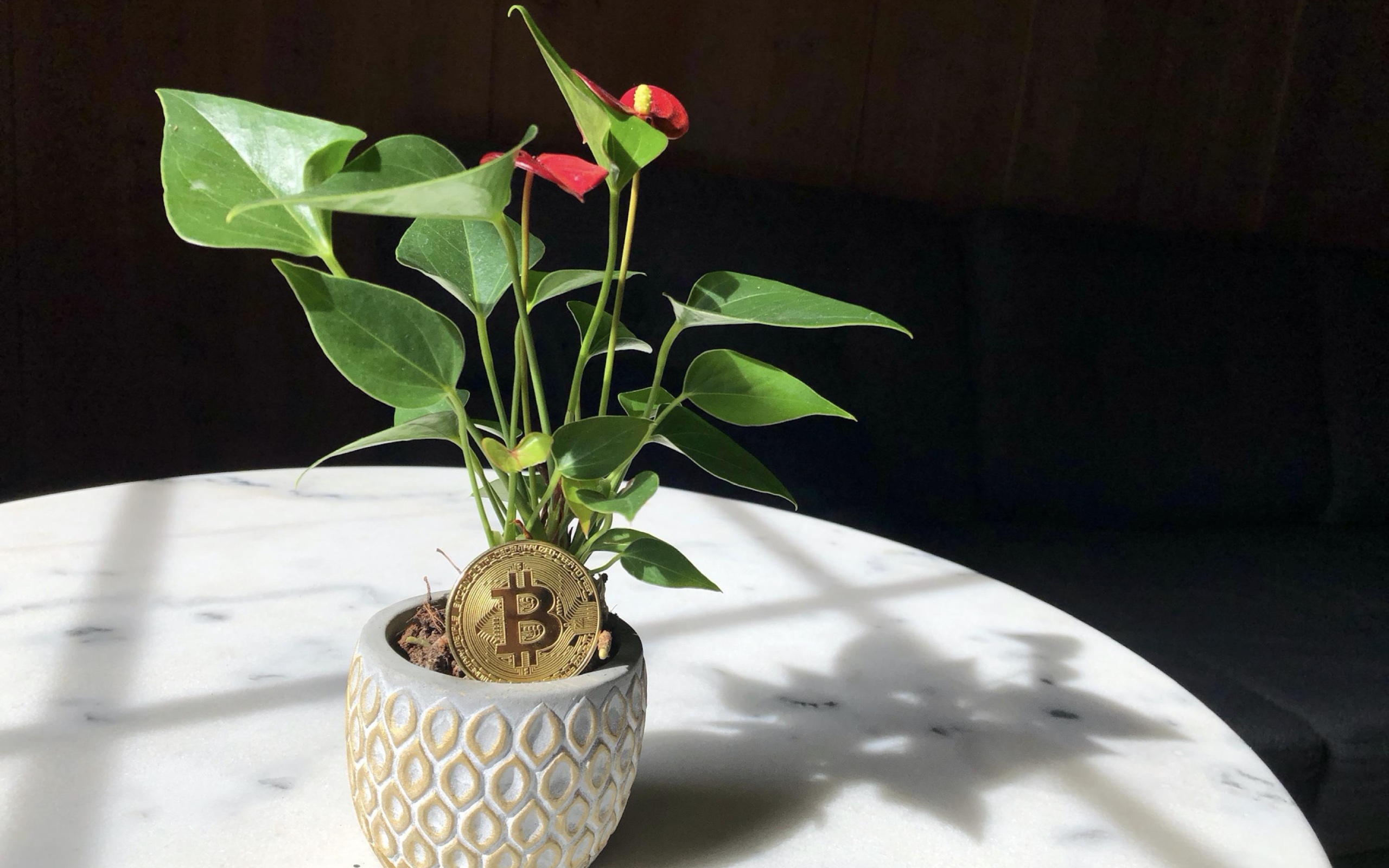 Монета биткоин с цветком антуриума