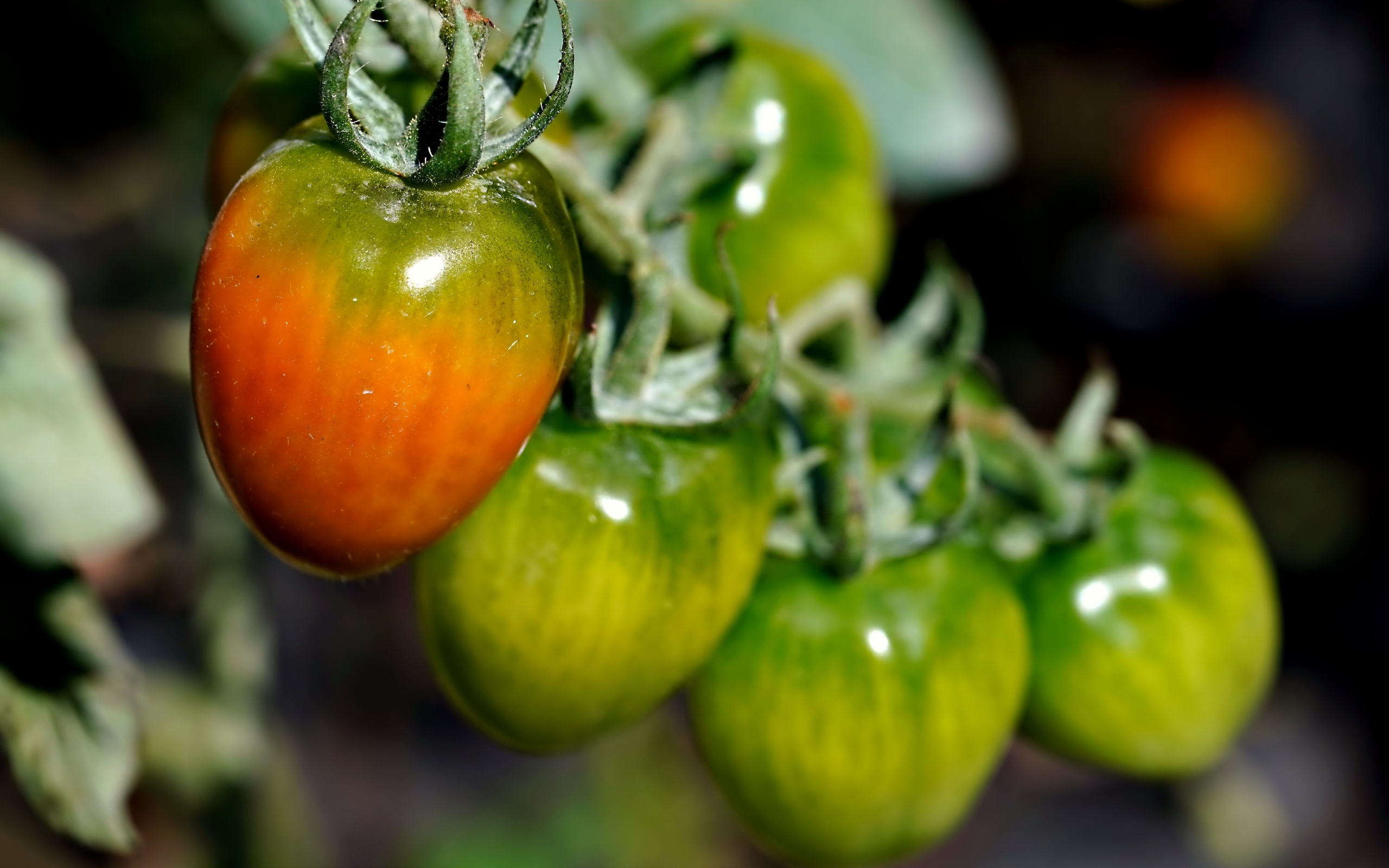 Созревающие томаты на ветке